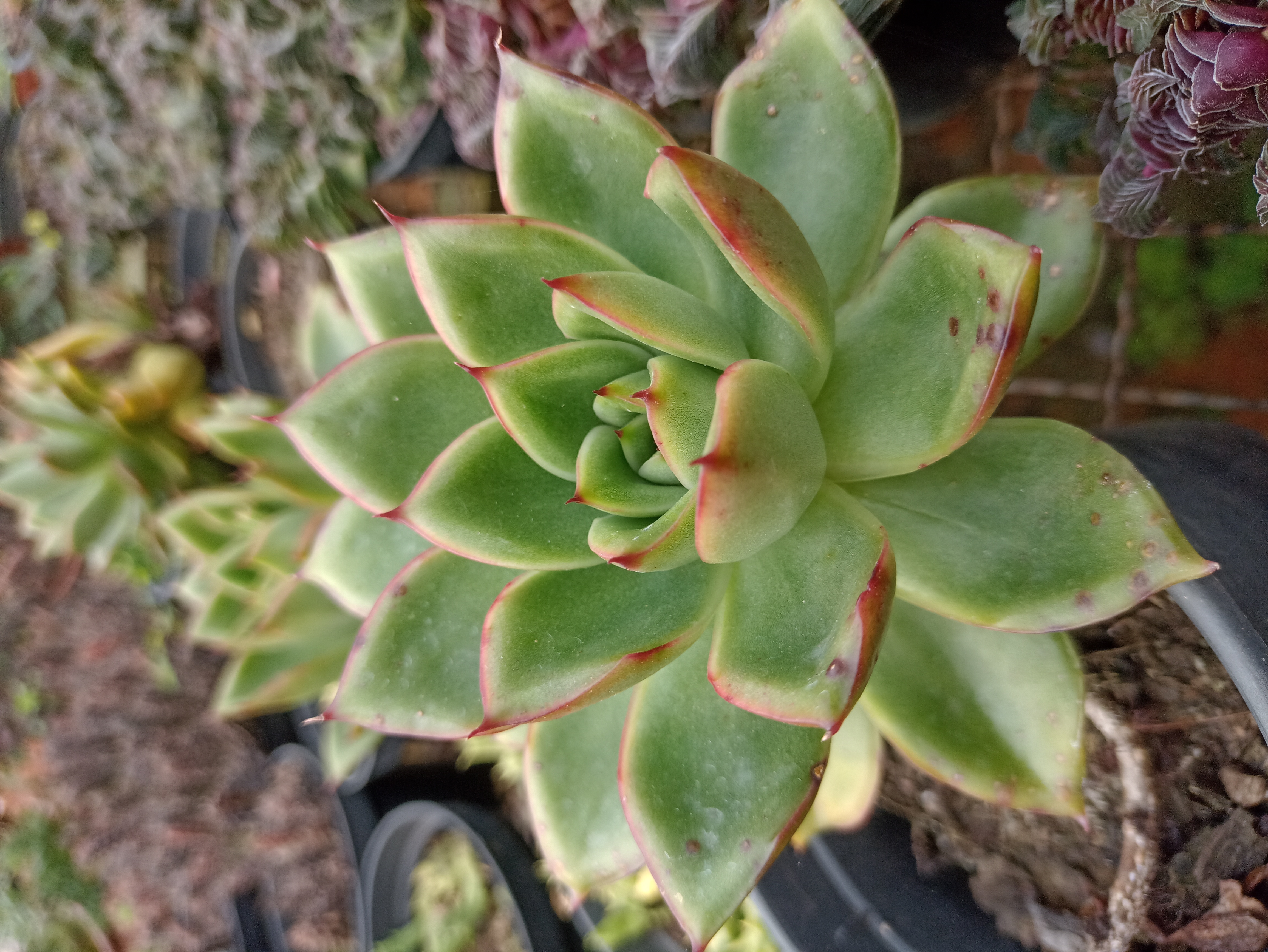 Suculenta Echeveria