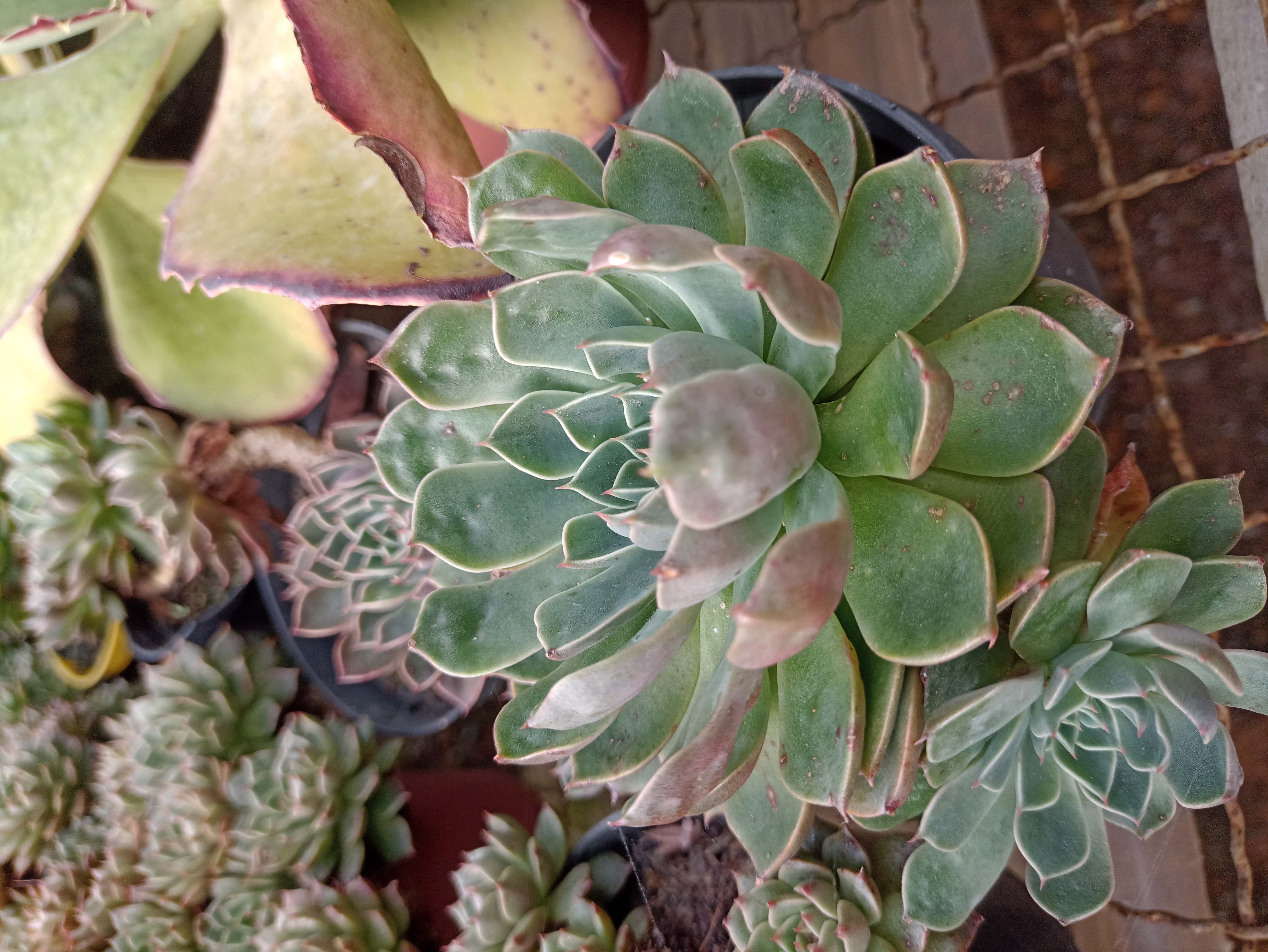 Suculenta Echeveria