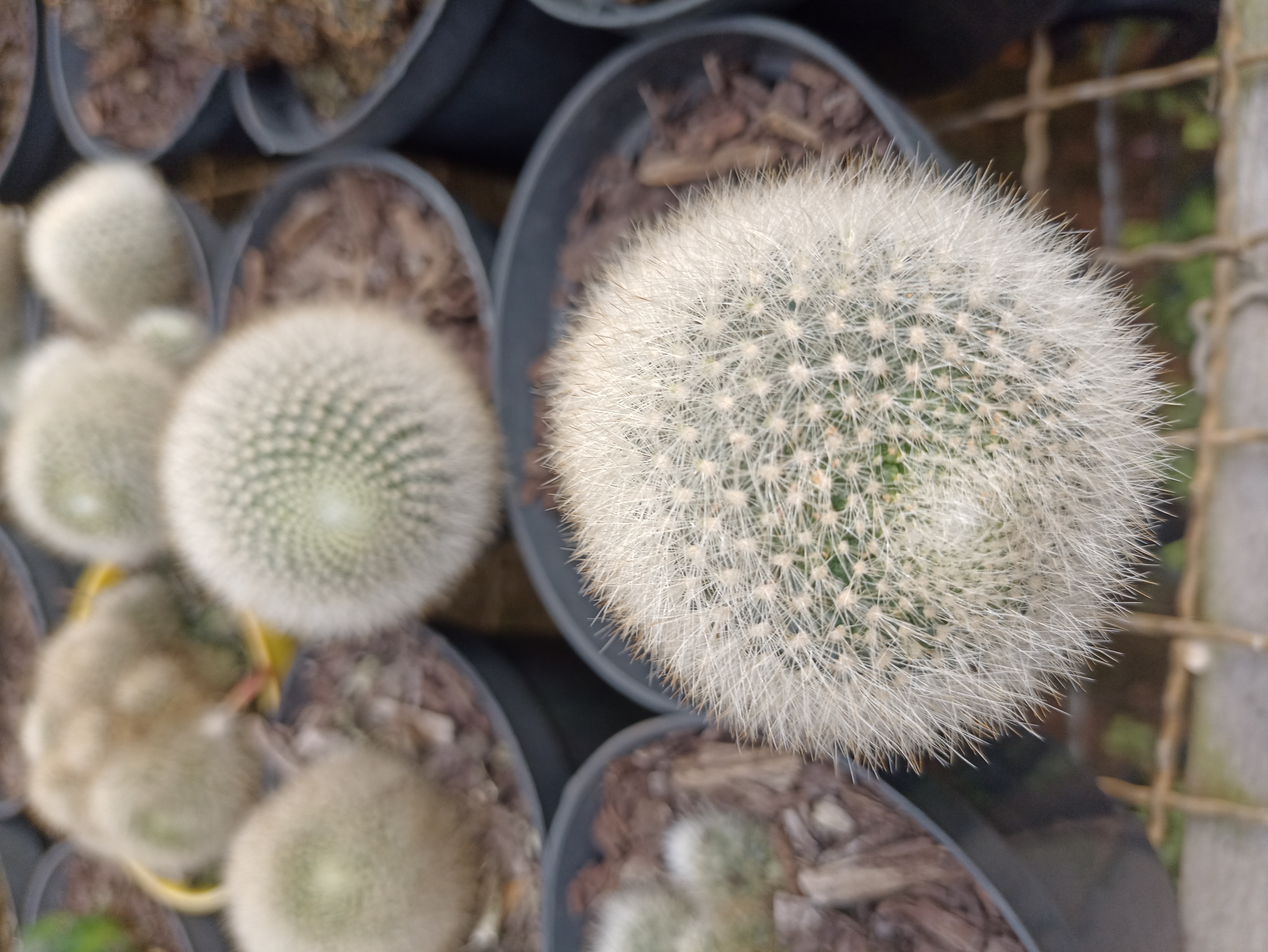 Cacto Mammillaria Plumosa