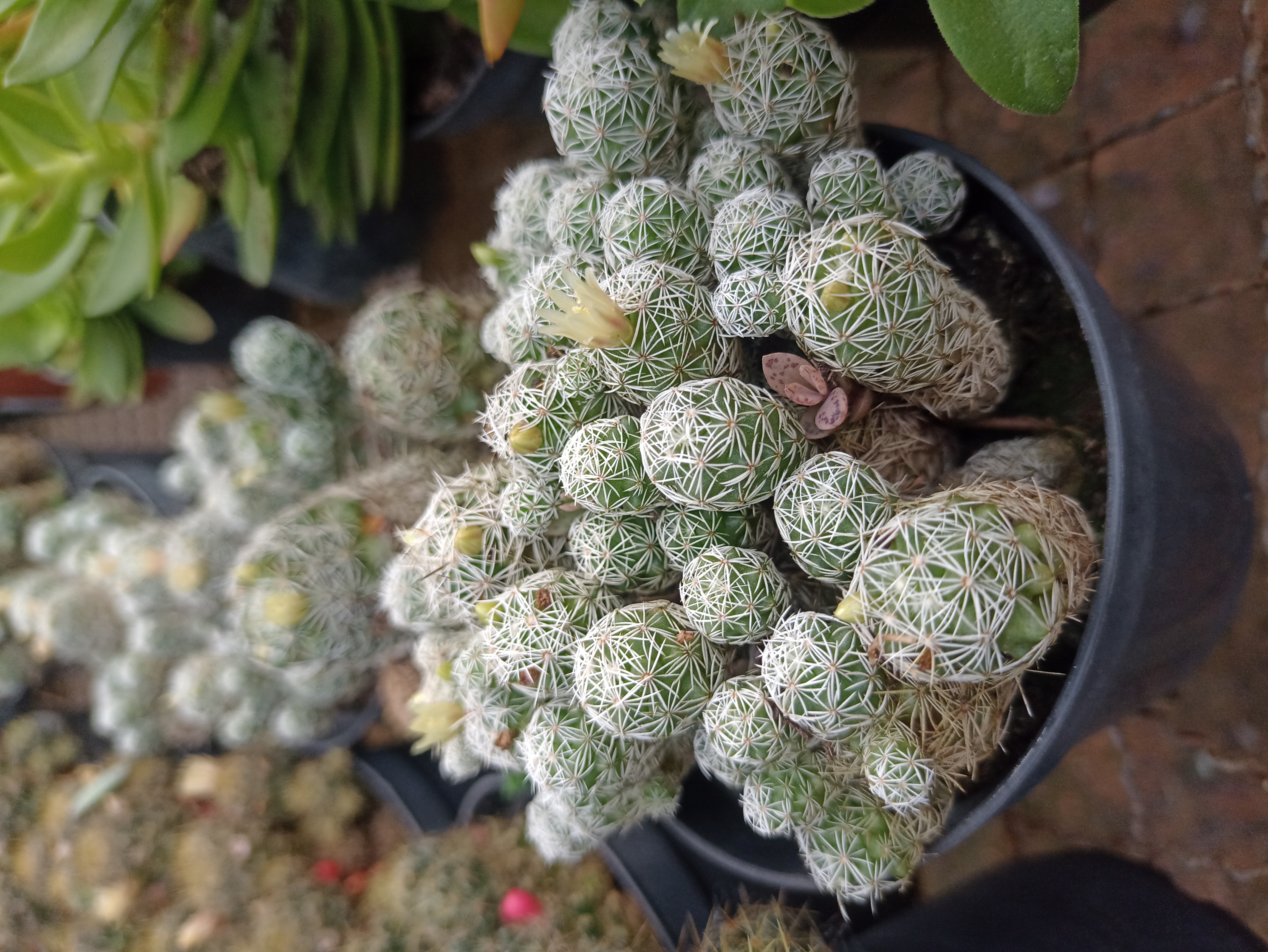 Cacto Mammillaria