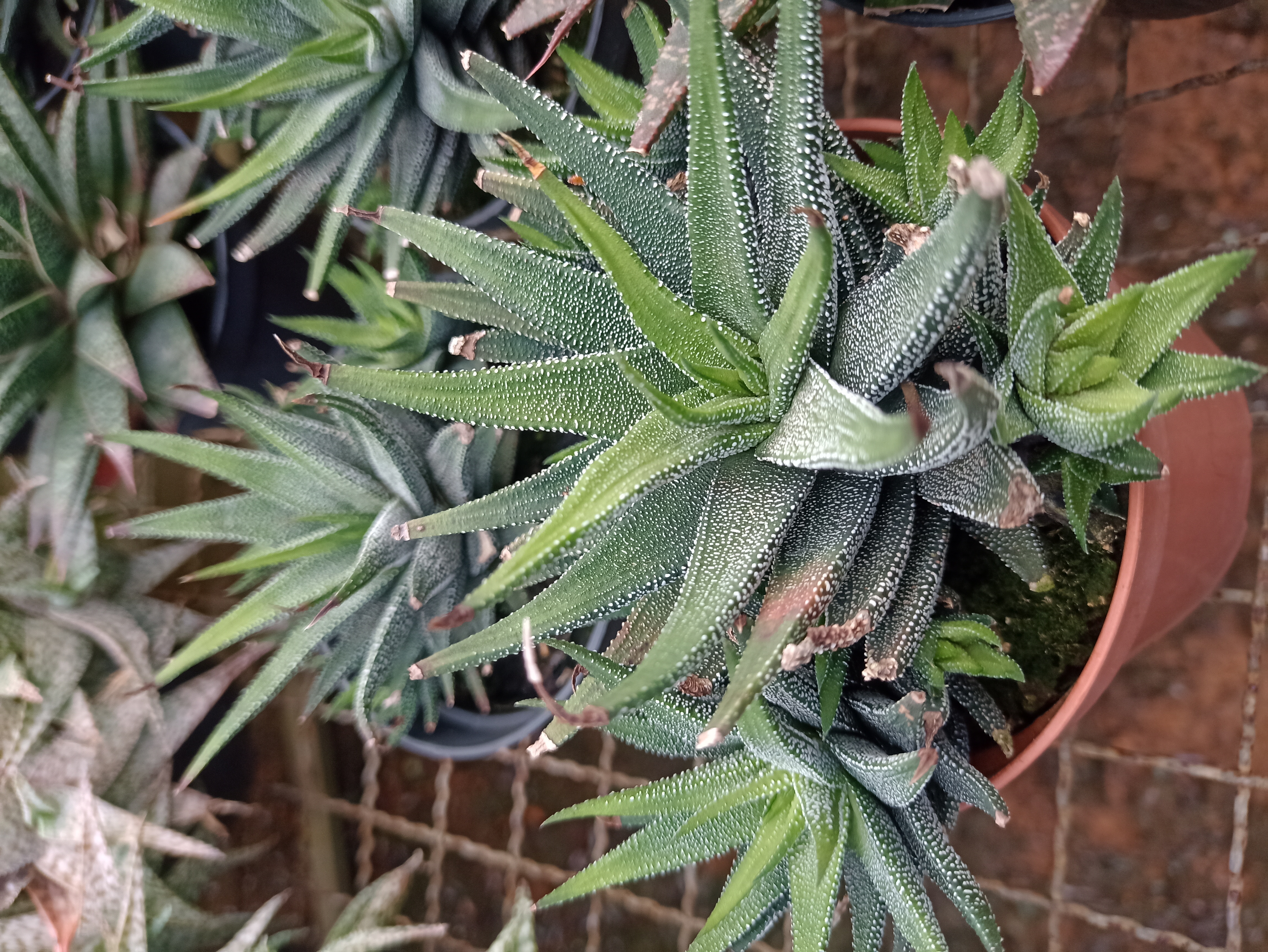 Haworthia em Vaso