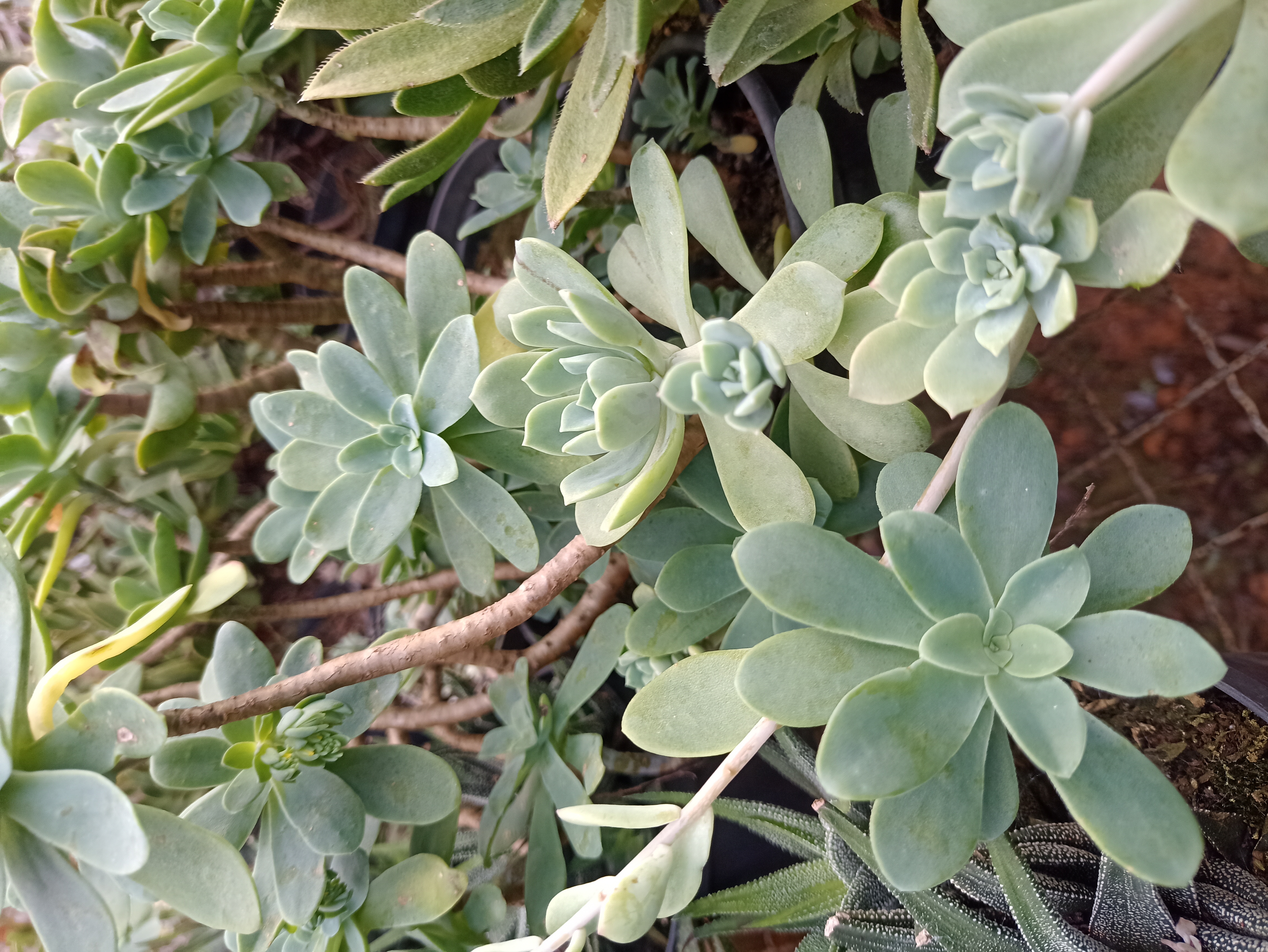 Suculenta Verde