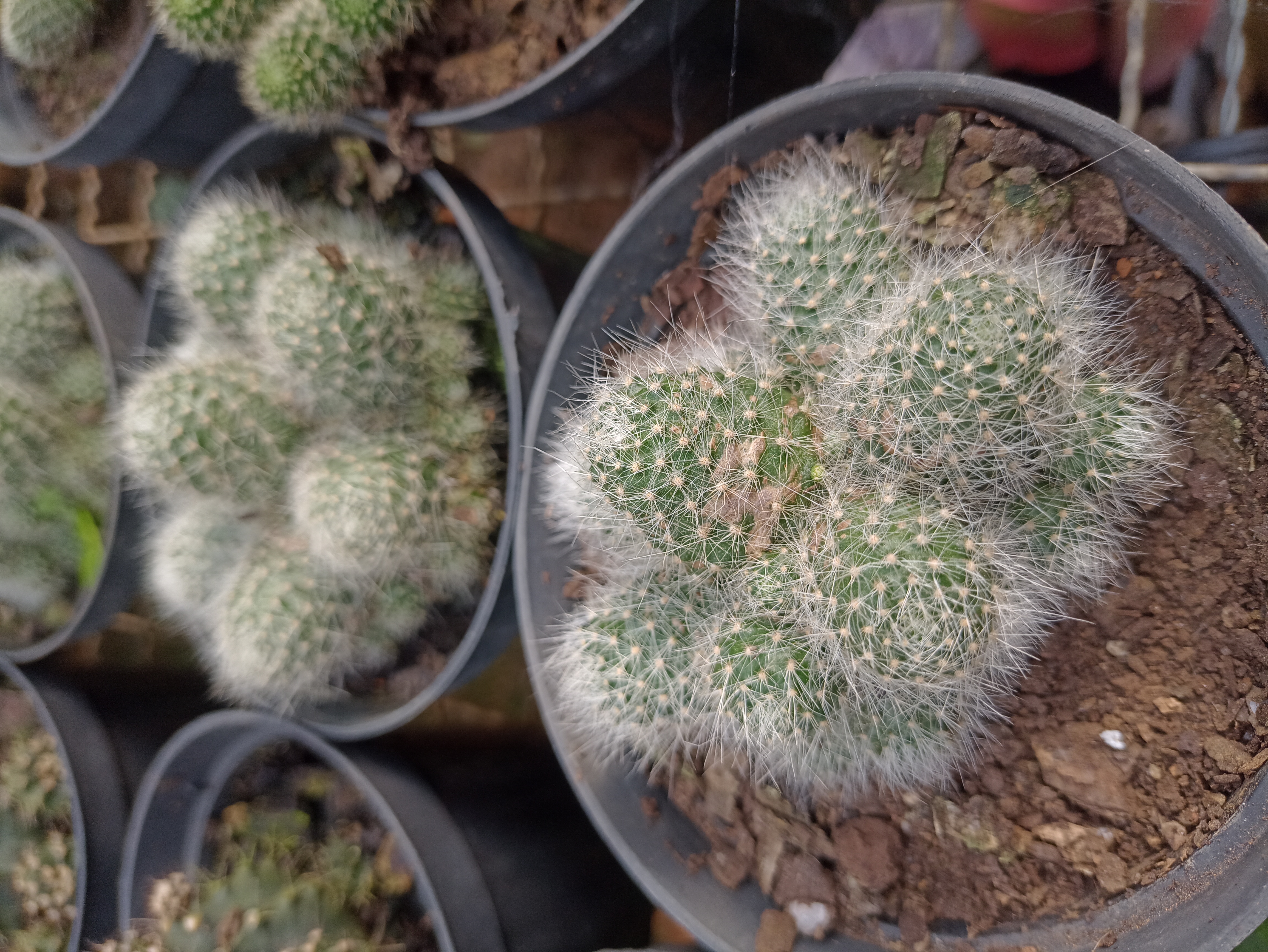 Cacto Mammillaria Pequeno