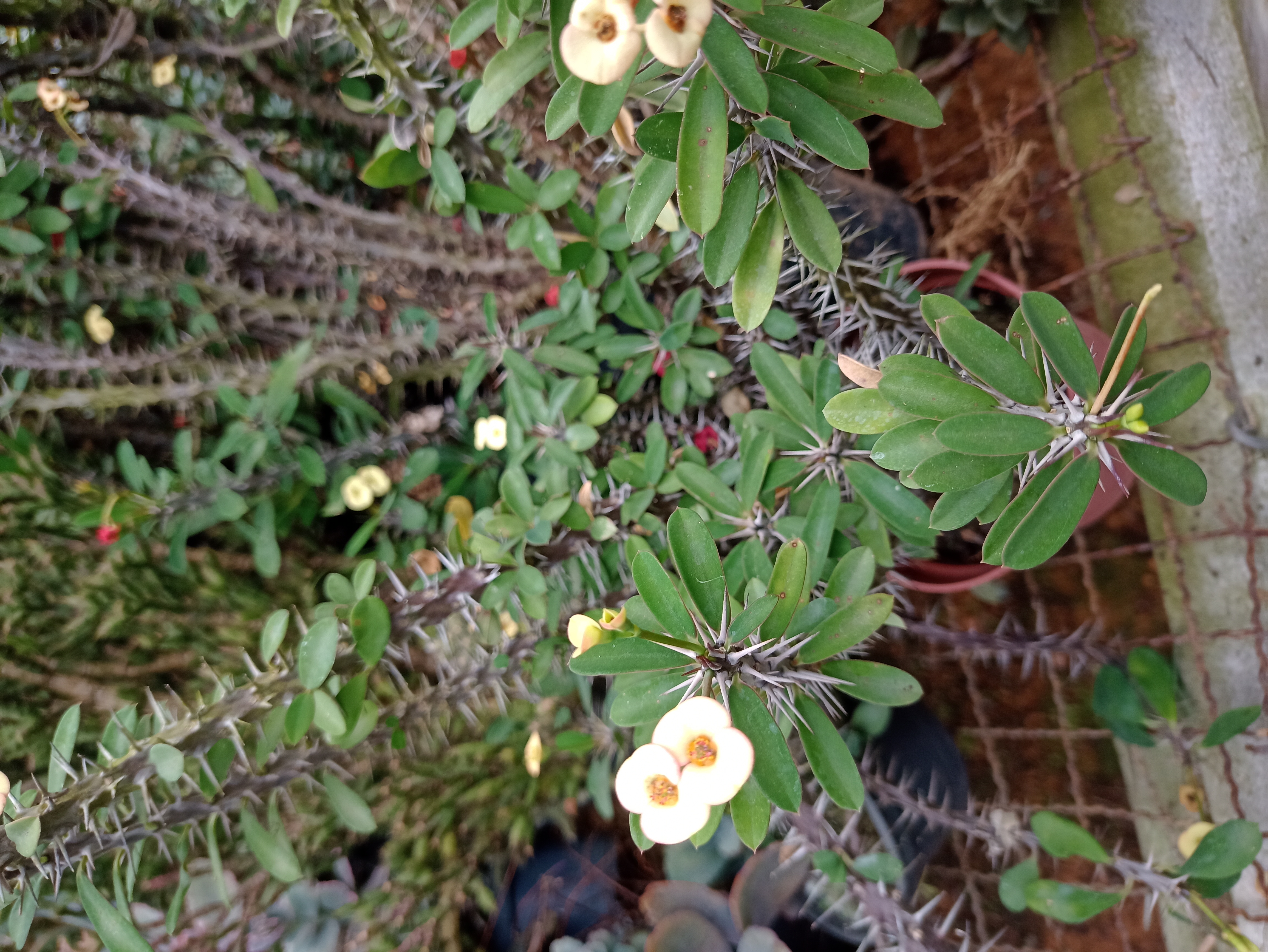 Coroa de Cristo com Flores Brancas