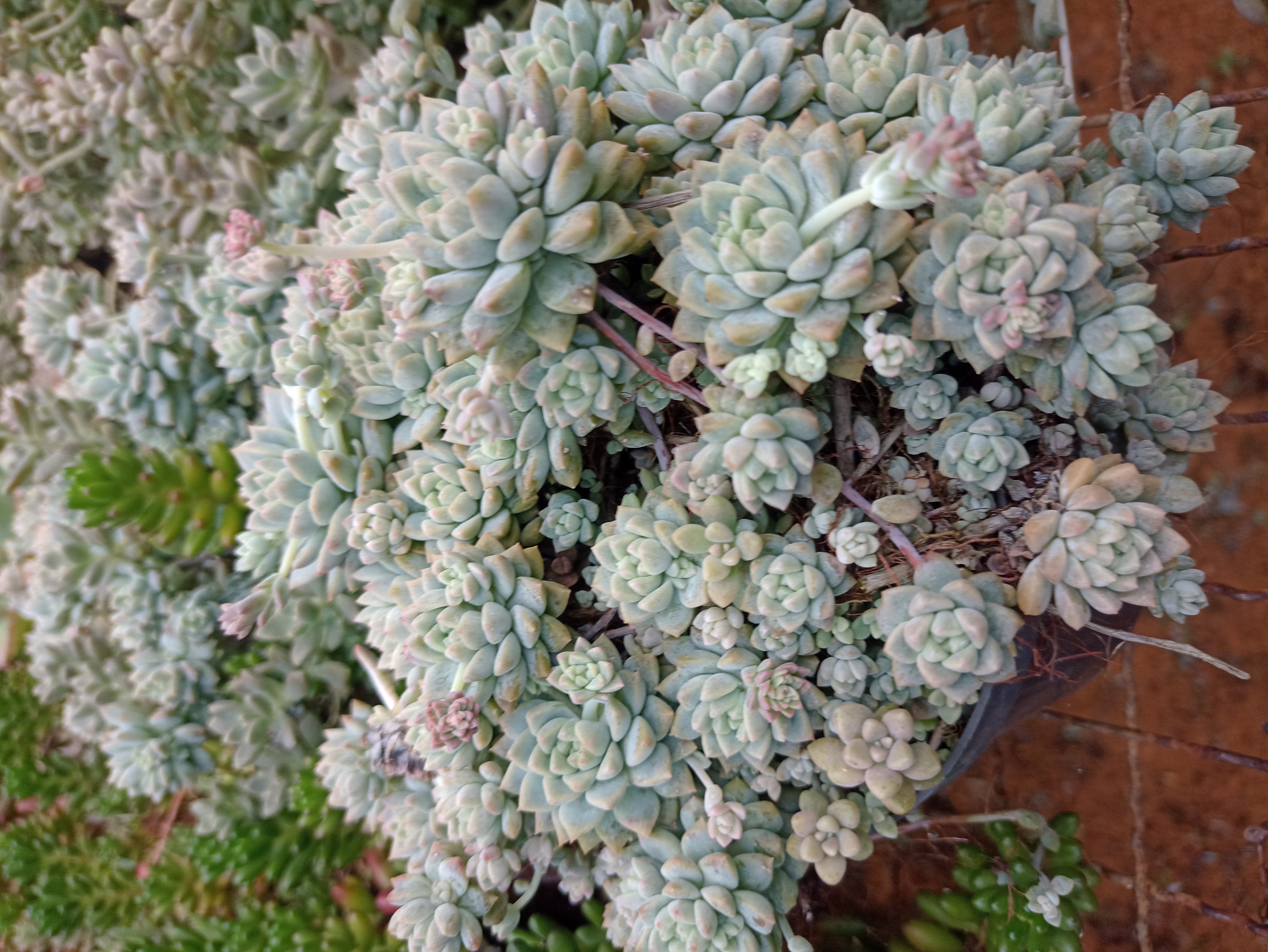 Suculenta Sedum Dasyphyllum