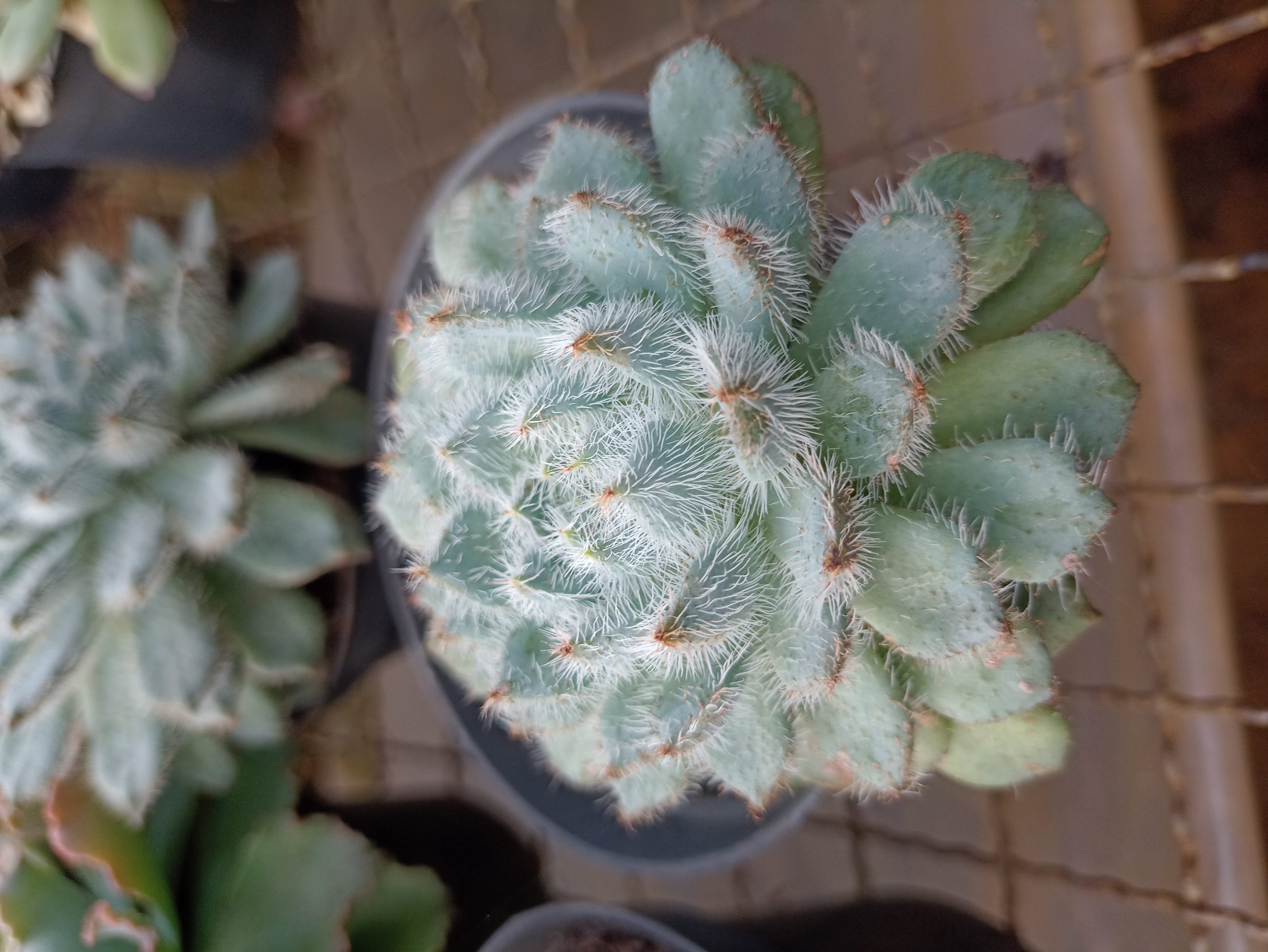 Suculenta Peluda