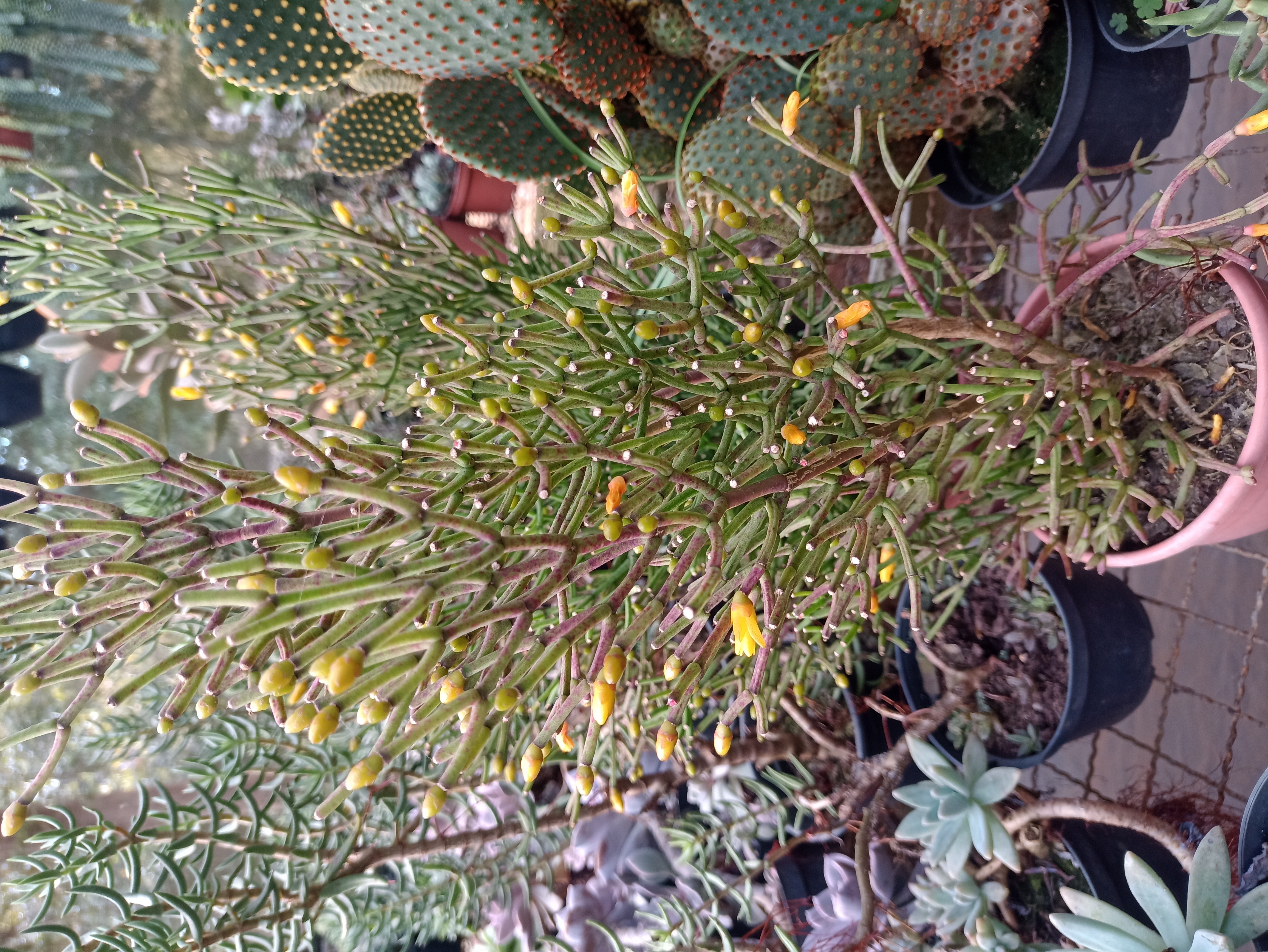 Suculenta Aloinopsis