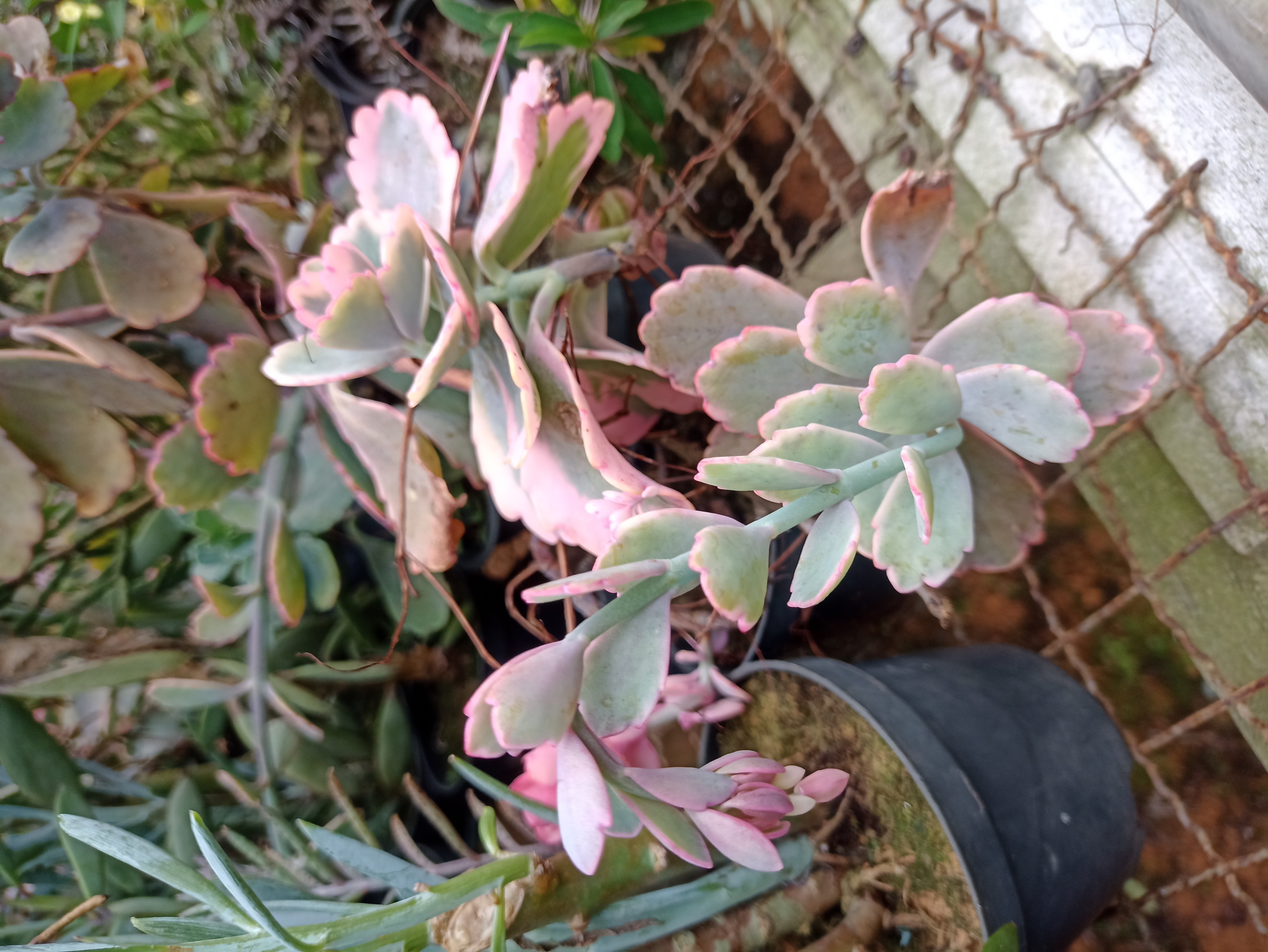 Suculenta Kalanchoe Variegata