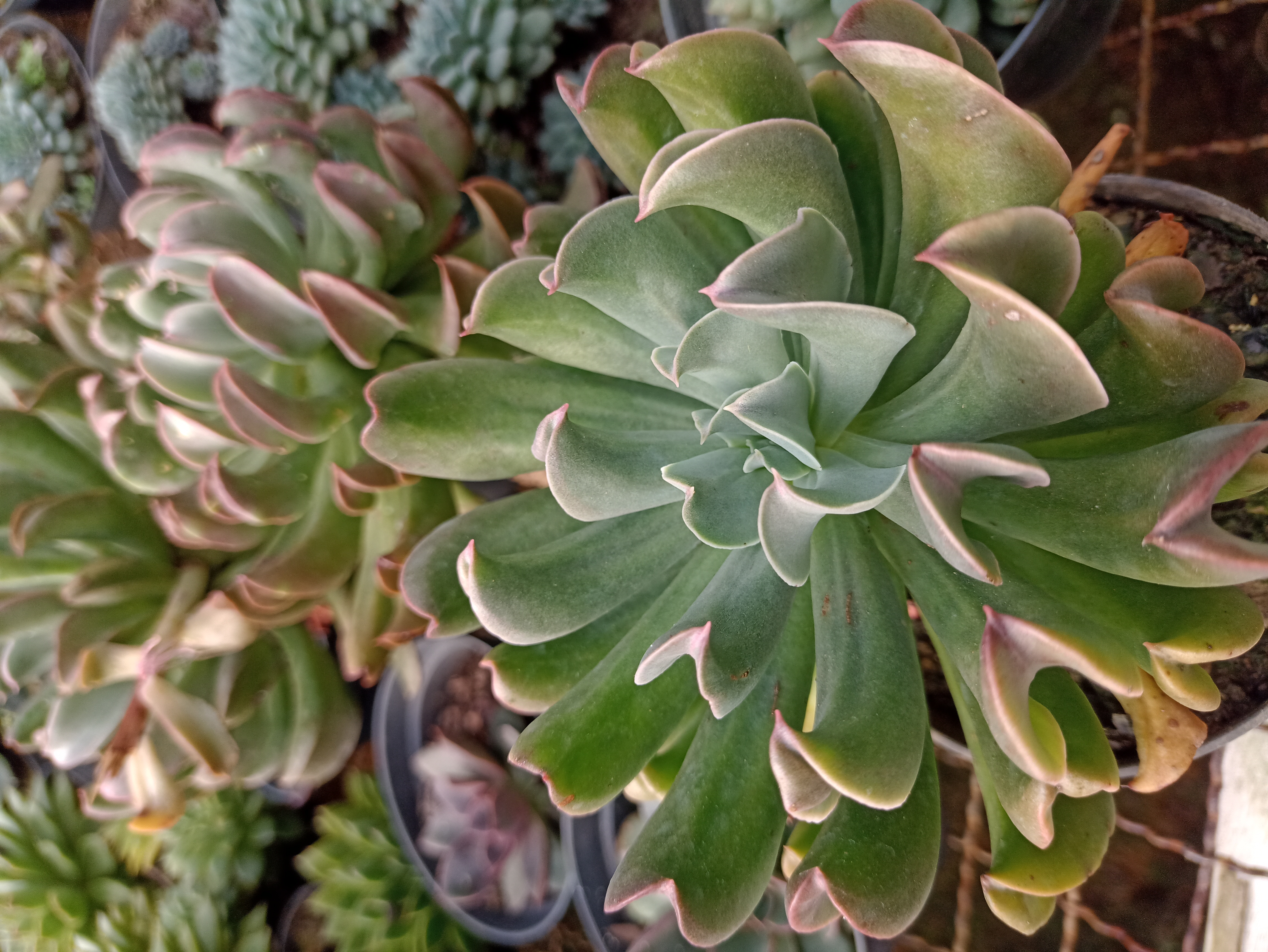 Suculenta Echeveria