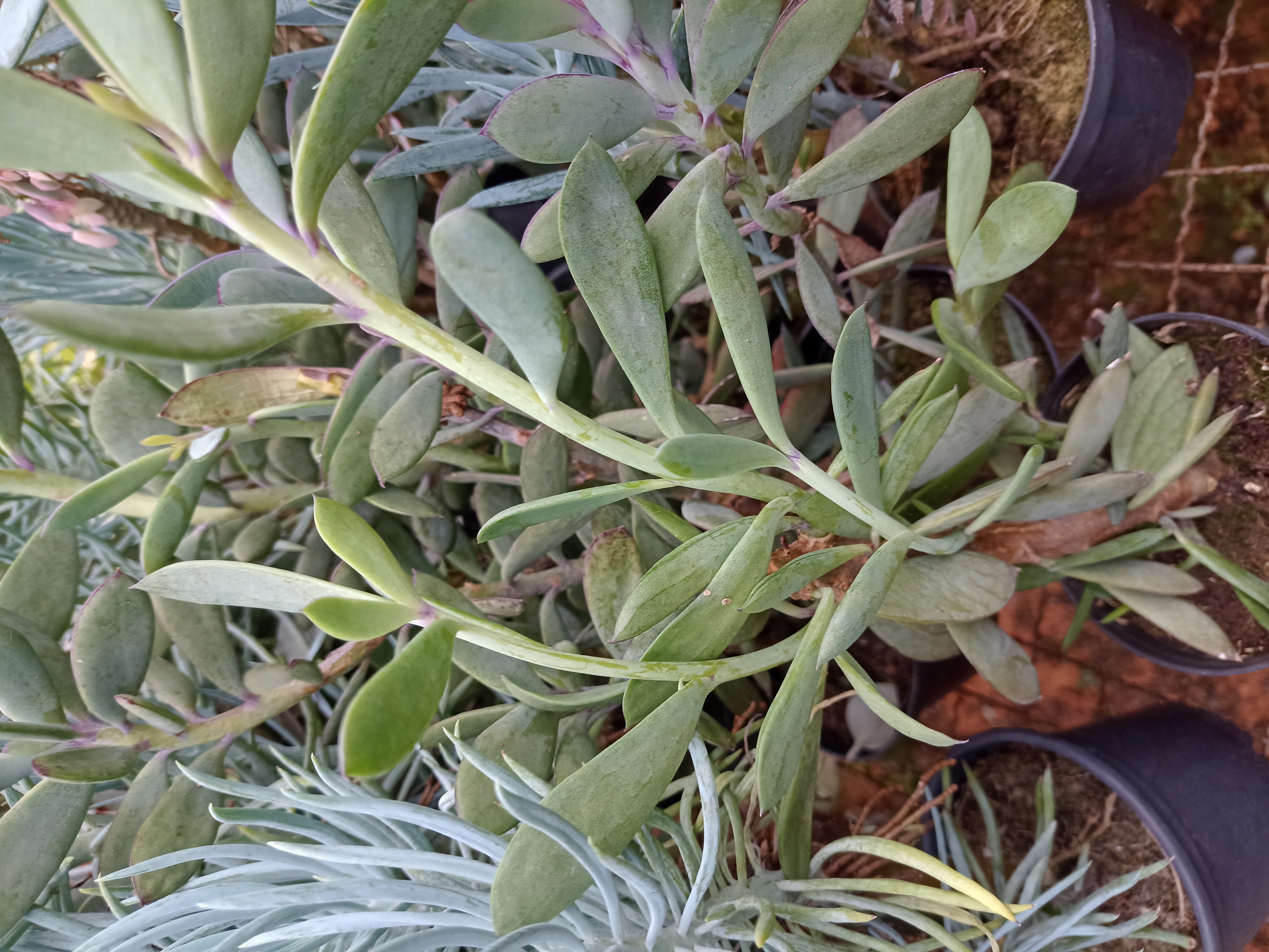 Lavanda em Vaso
