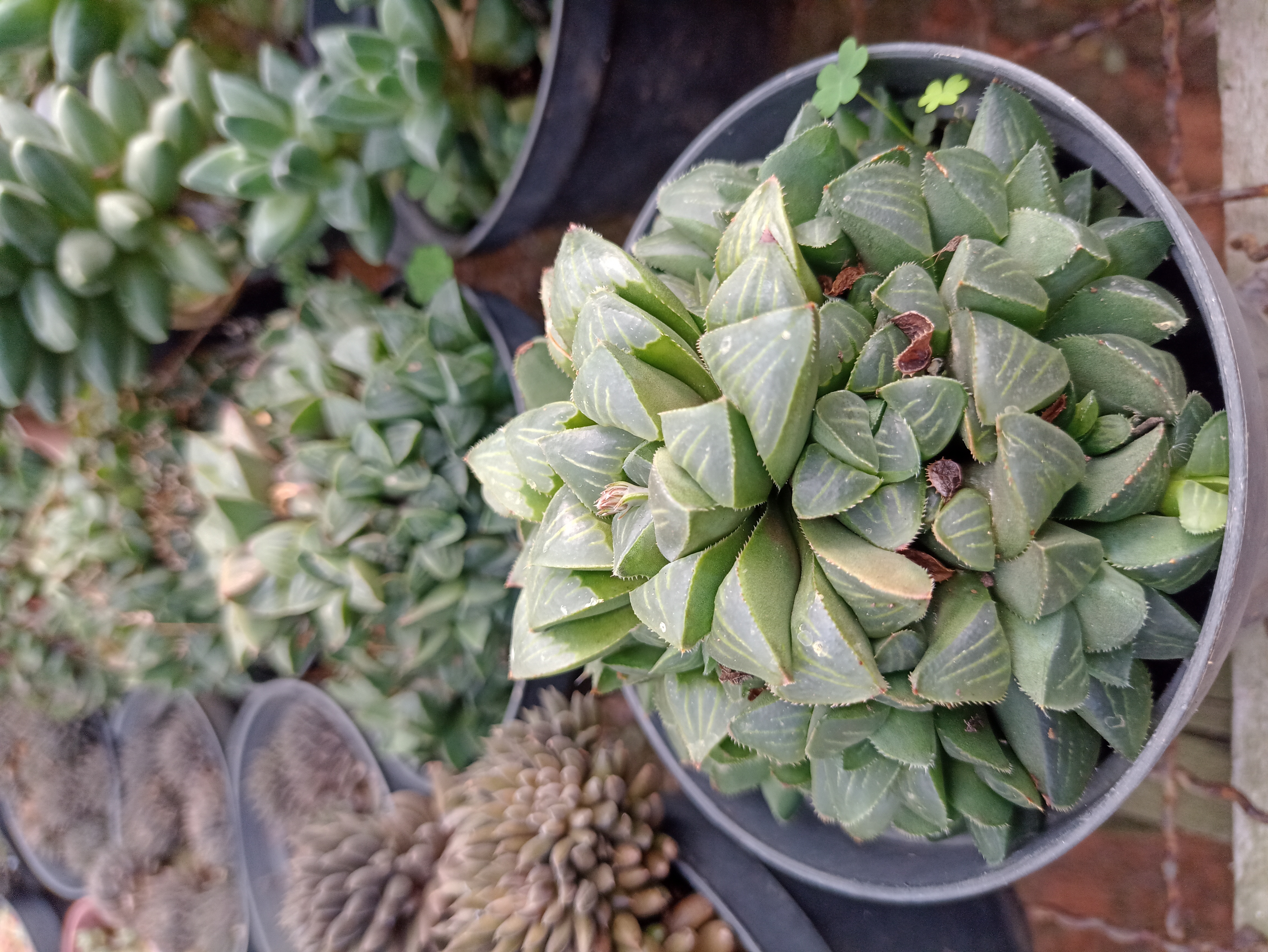 Haworthia em Vaso
