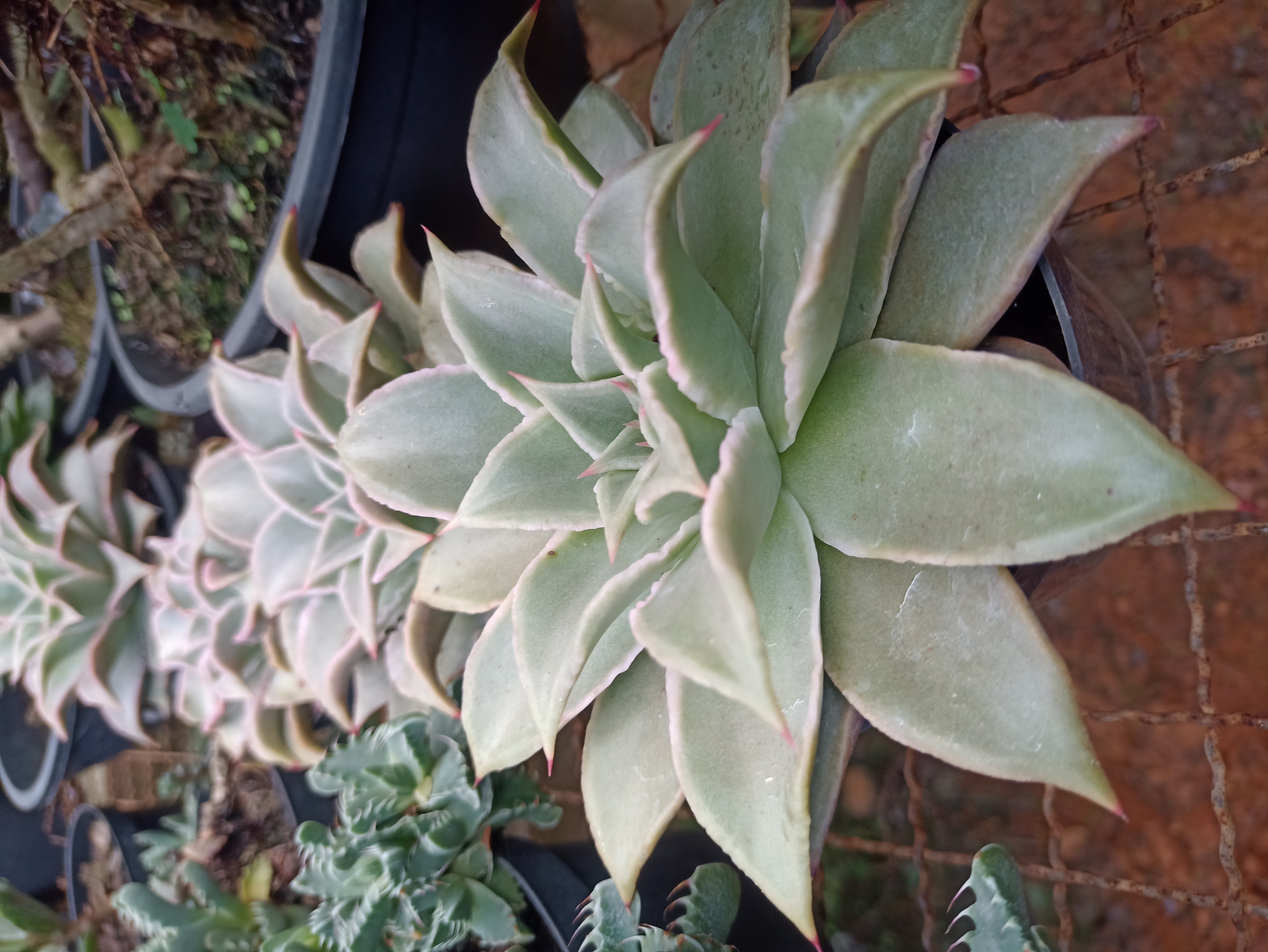 Suculenta Echeveria