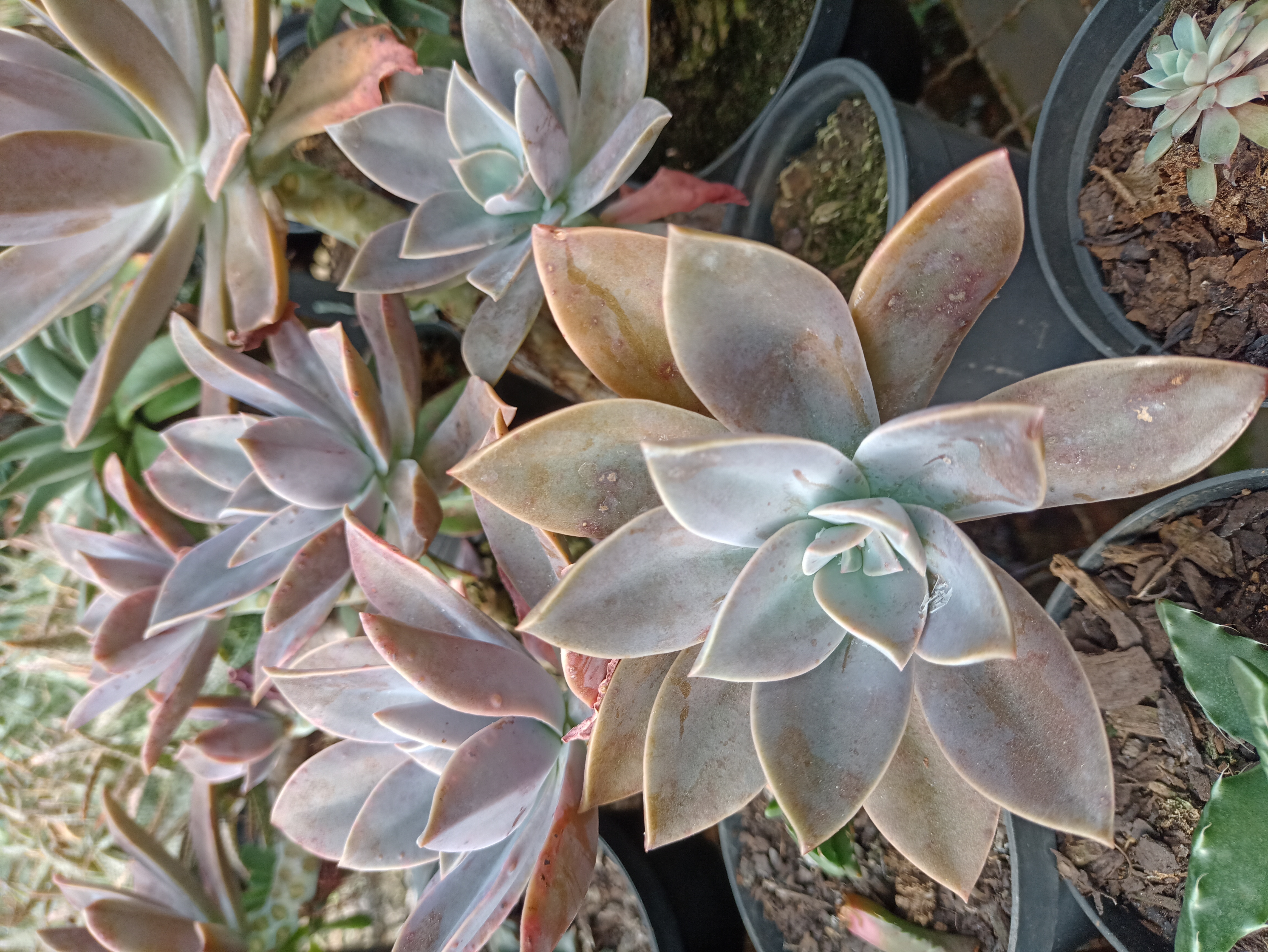 Suculenta Graptoveria