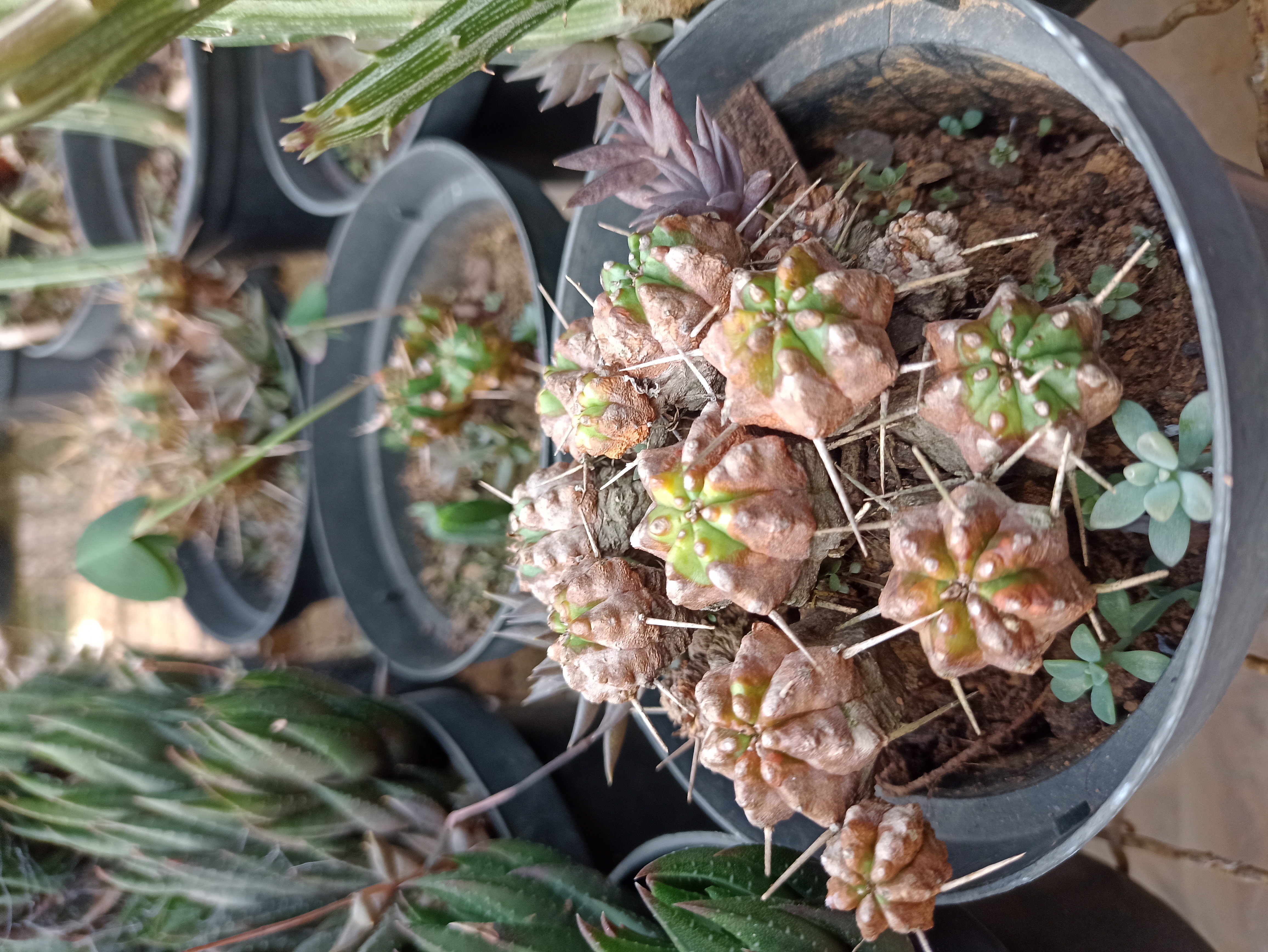 Cacto Astrophytum em Vaso
