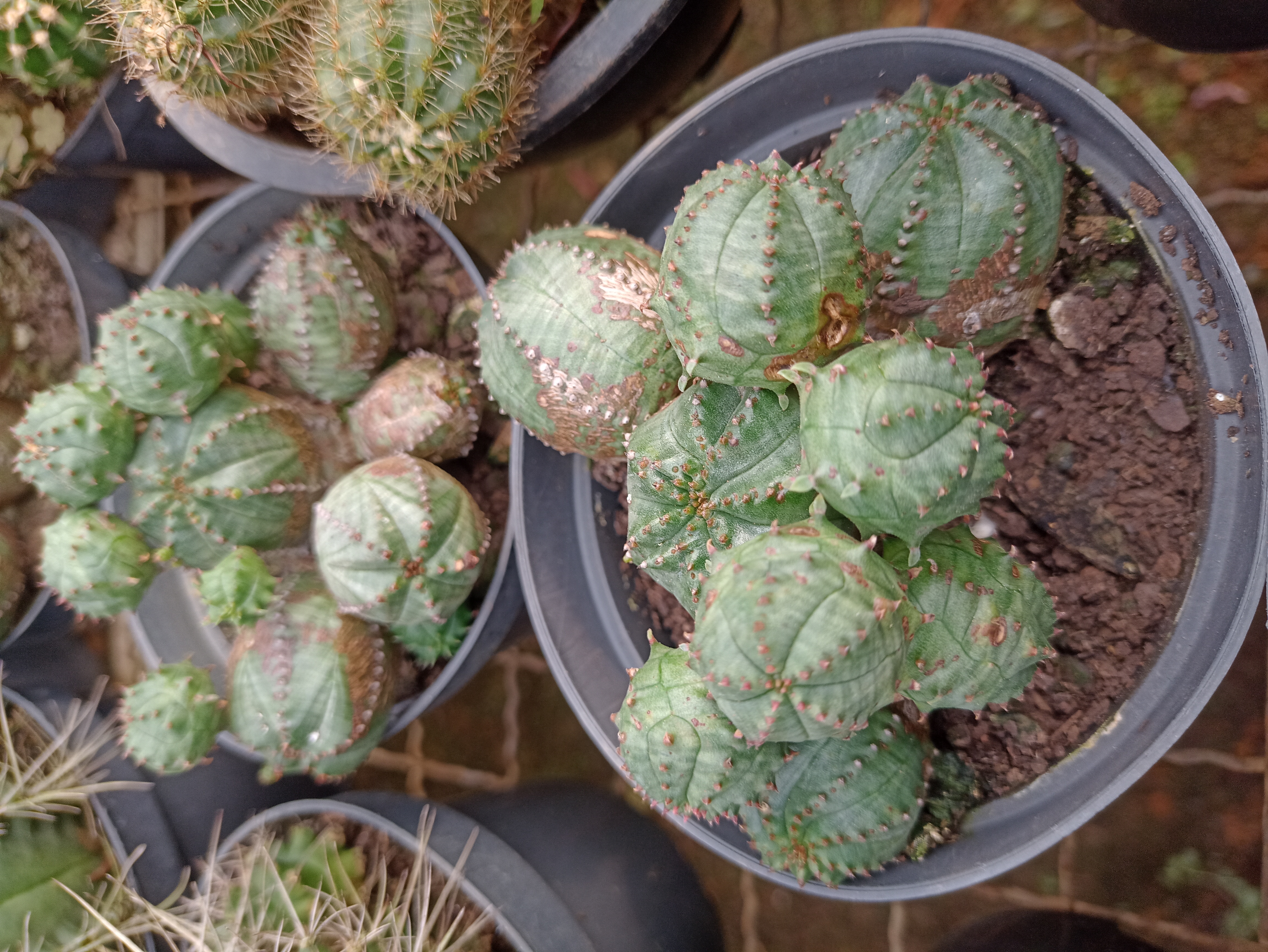 Cacto Euphorbia em Vaso