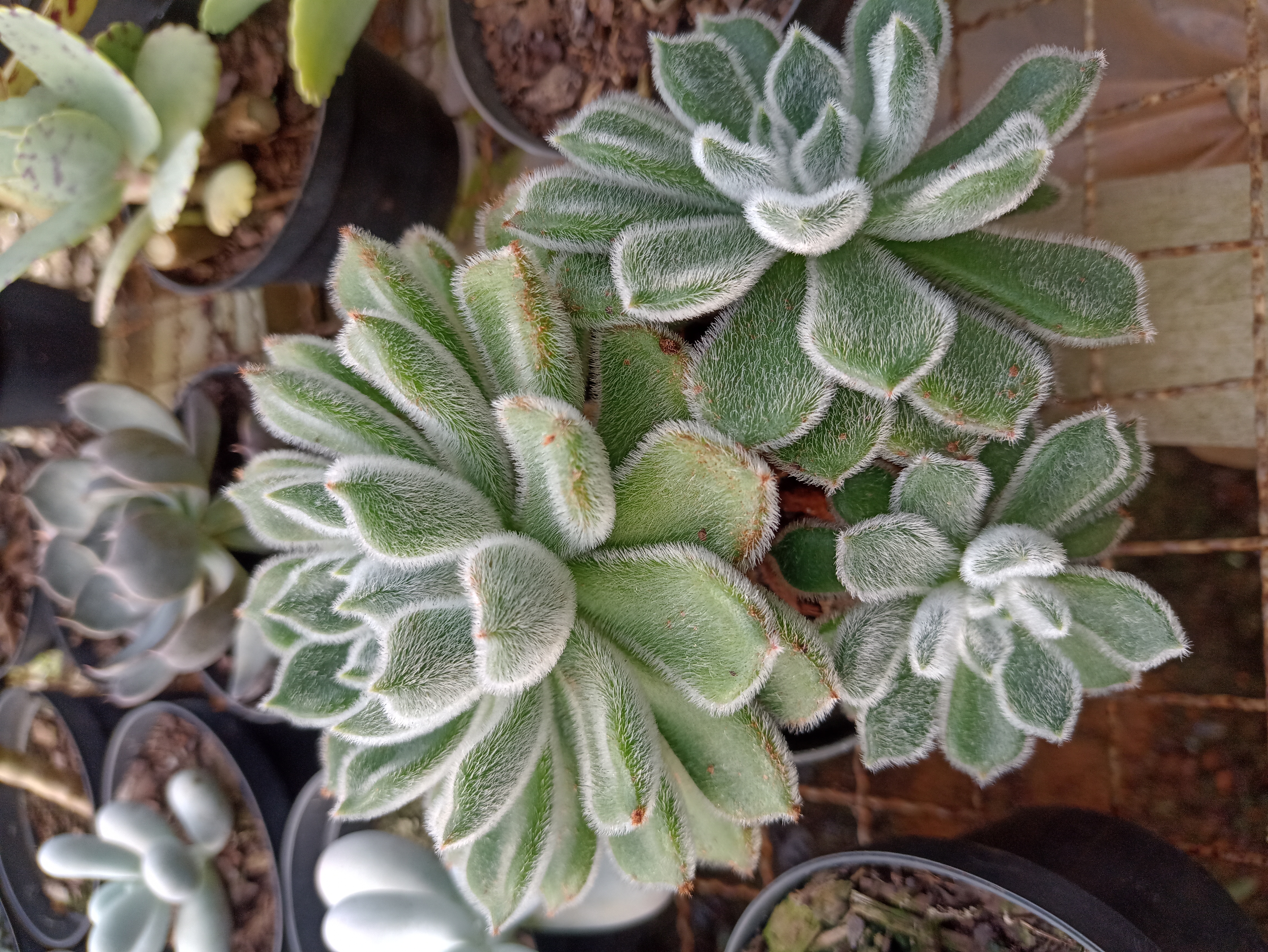 Suculenta Peluda