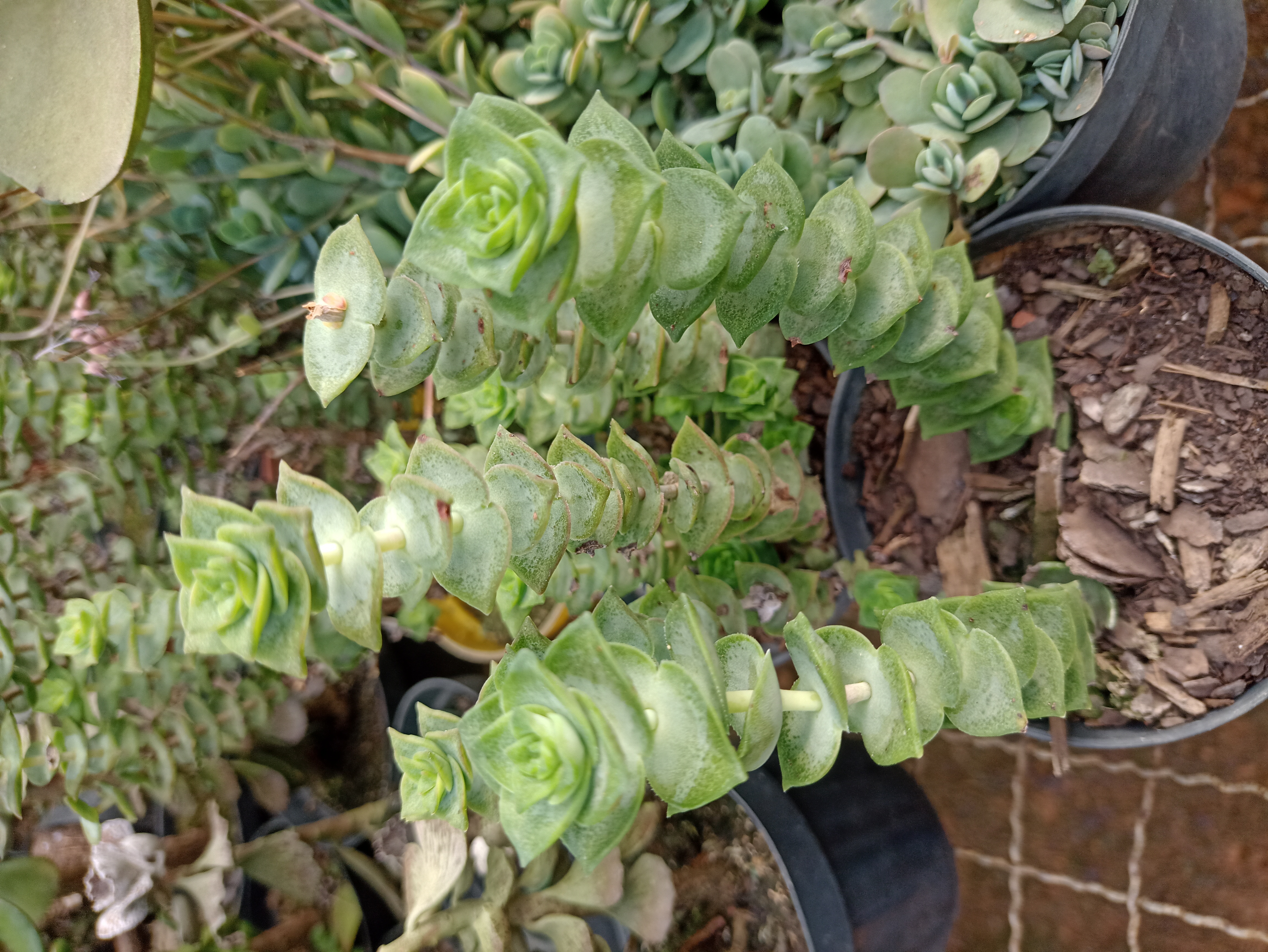 Crassula 'Pagoda'
