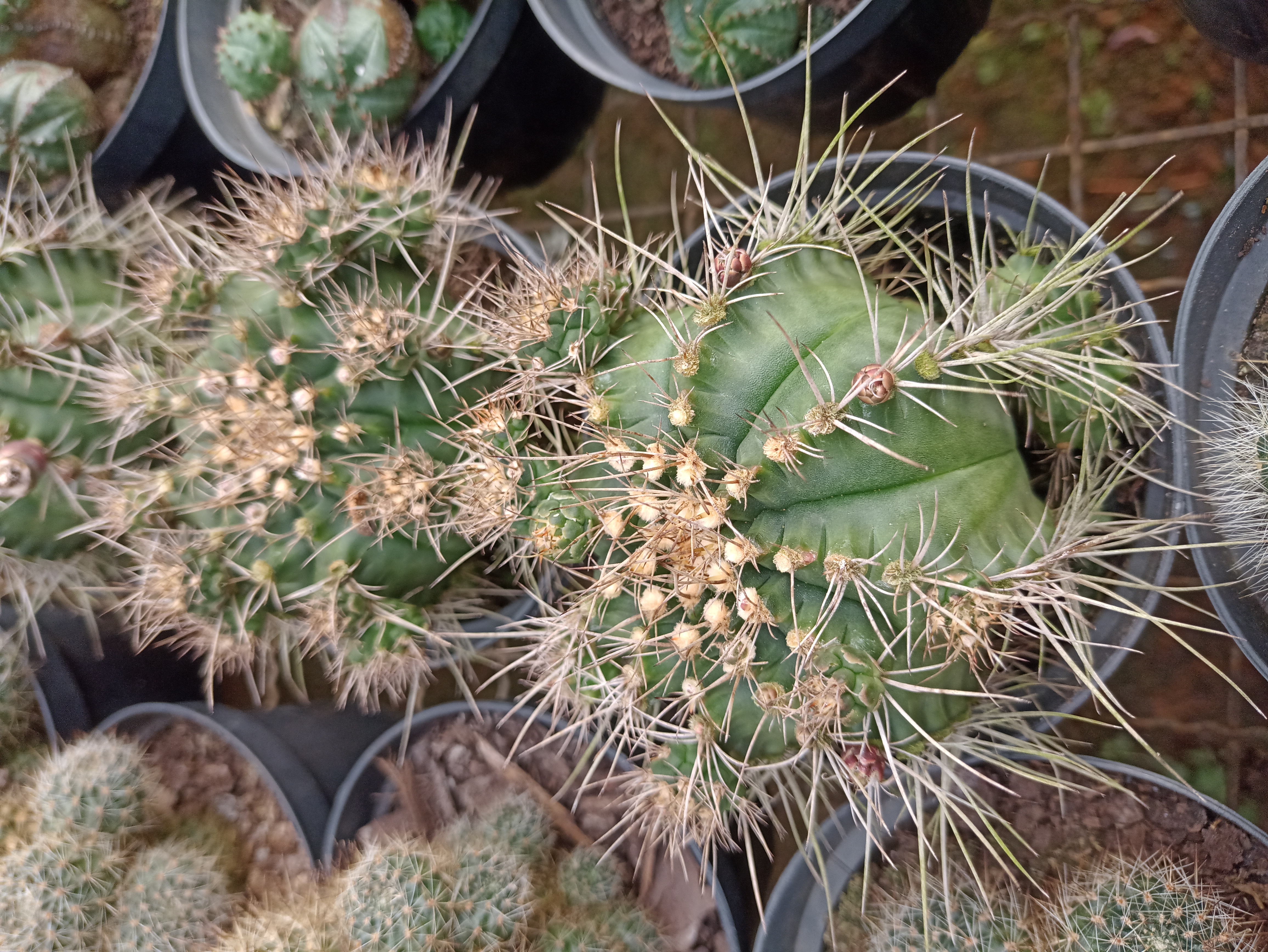 Cacto Espinhoso em Vaso