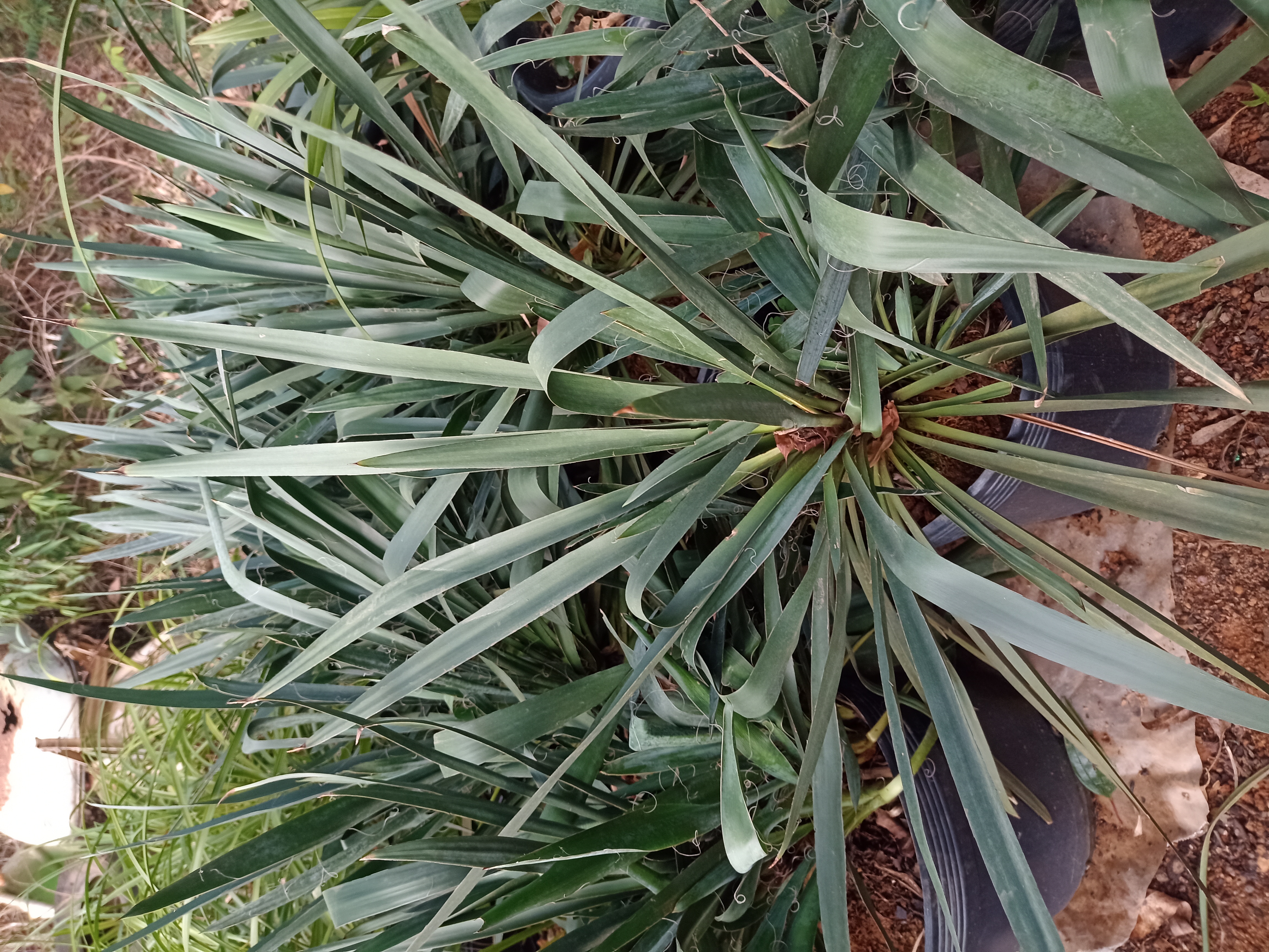 Muda de Yucca