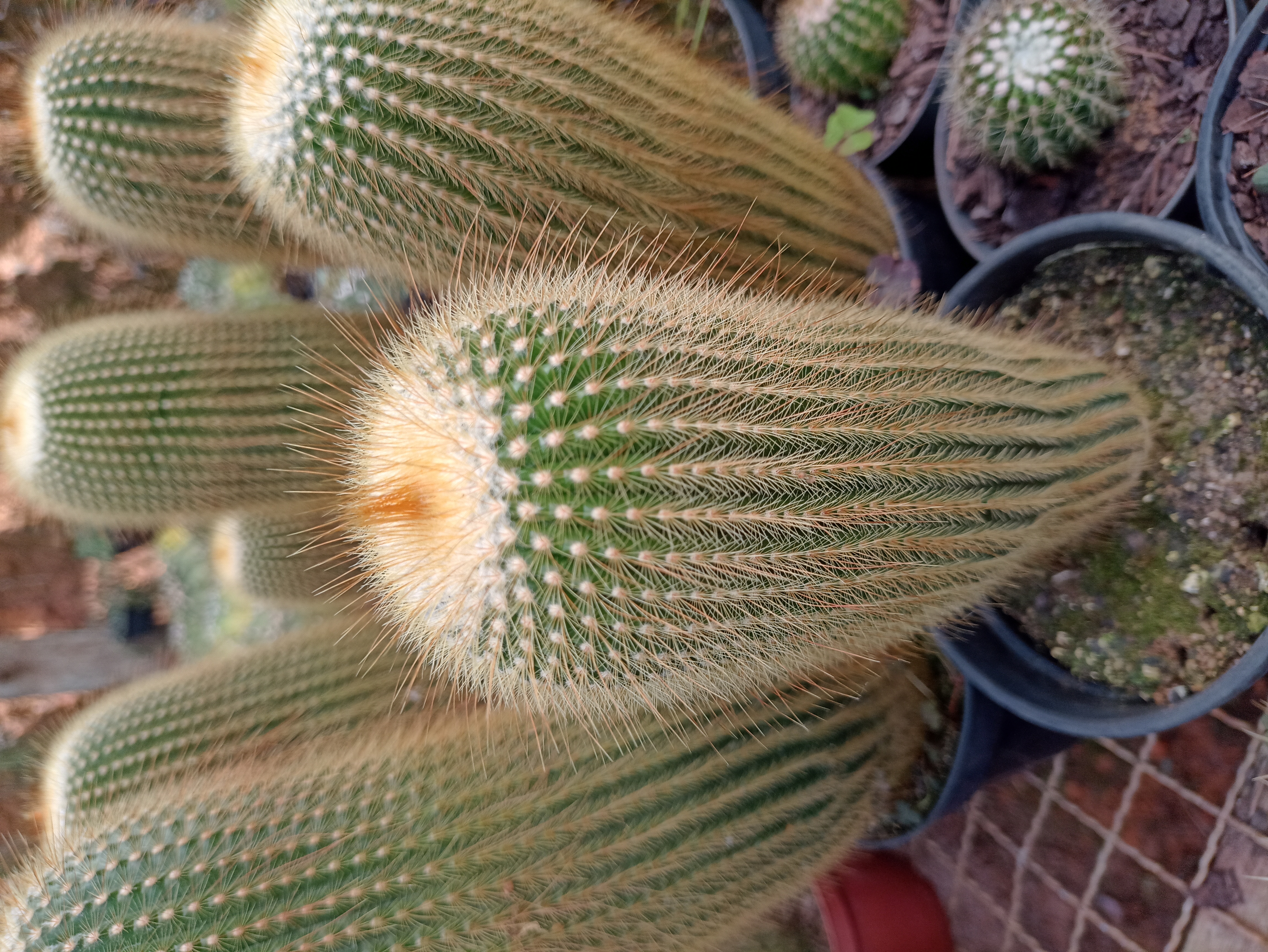 Cacto Paródia