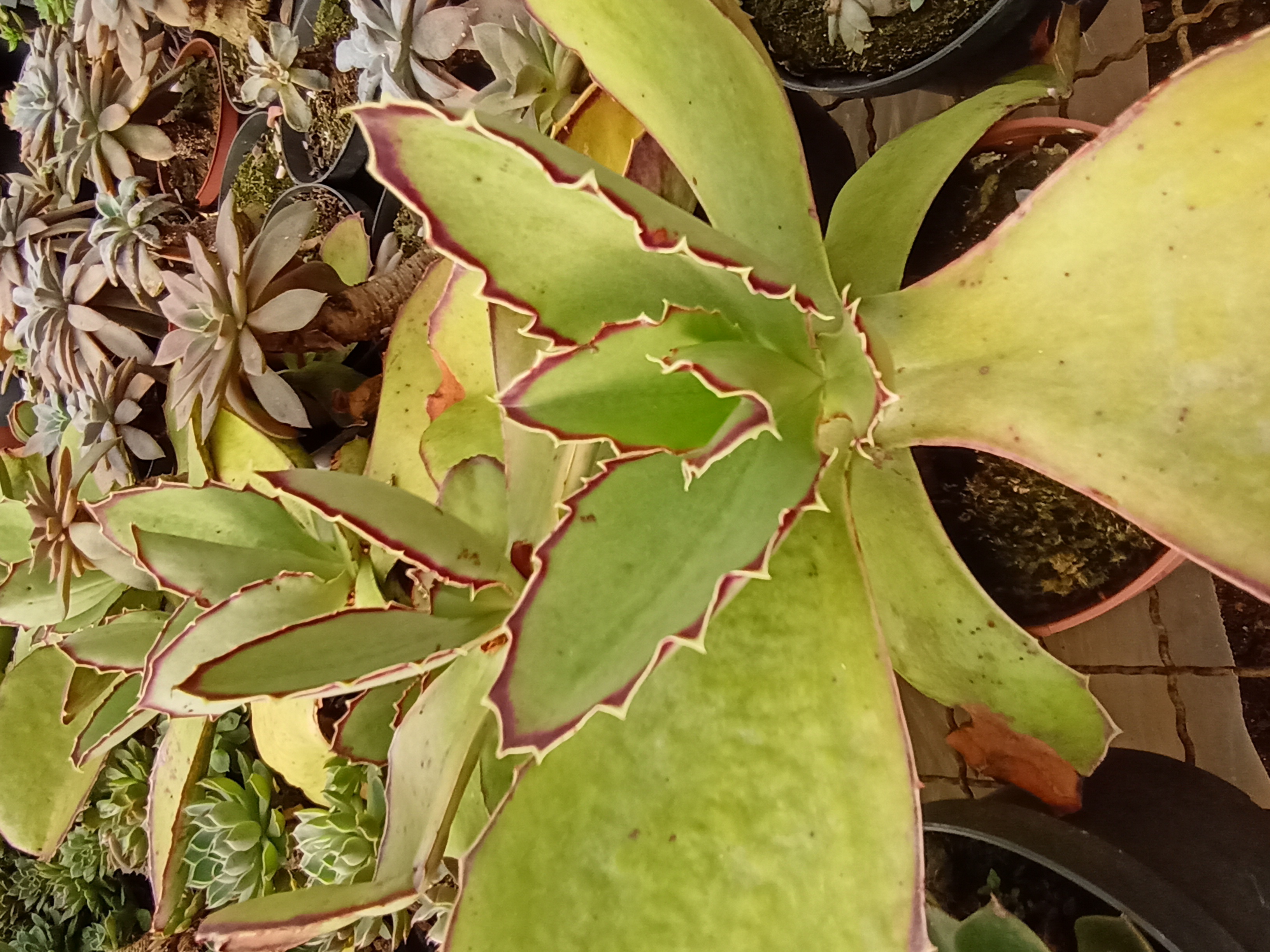 Suculenta Kalanchoe