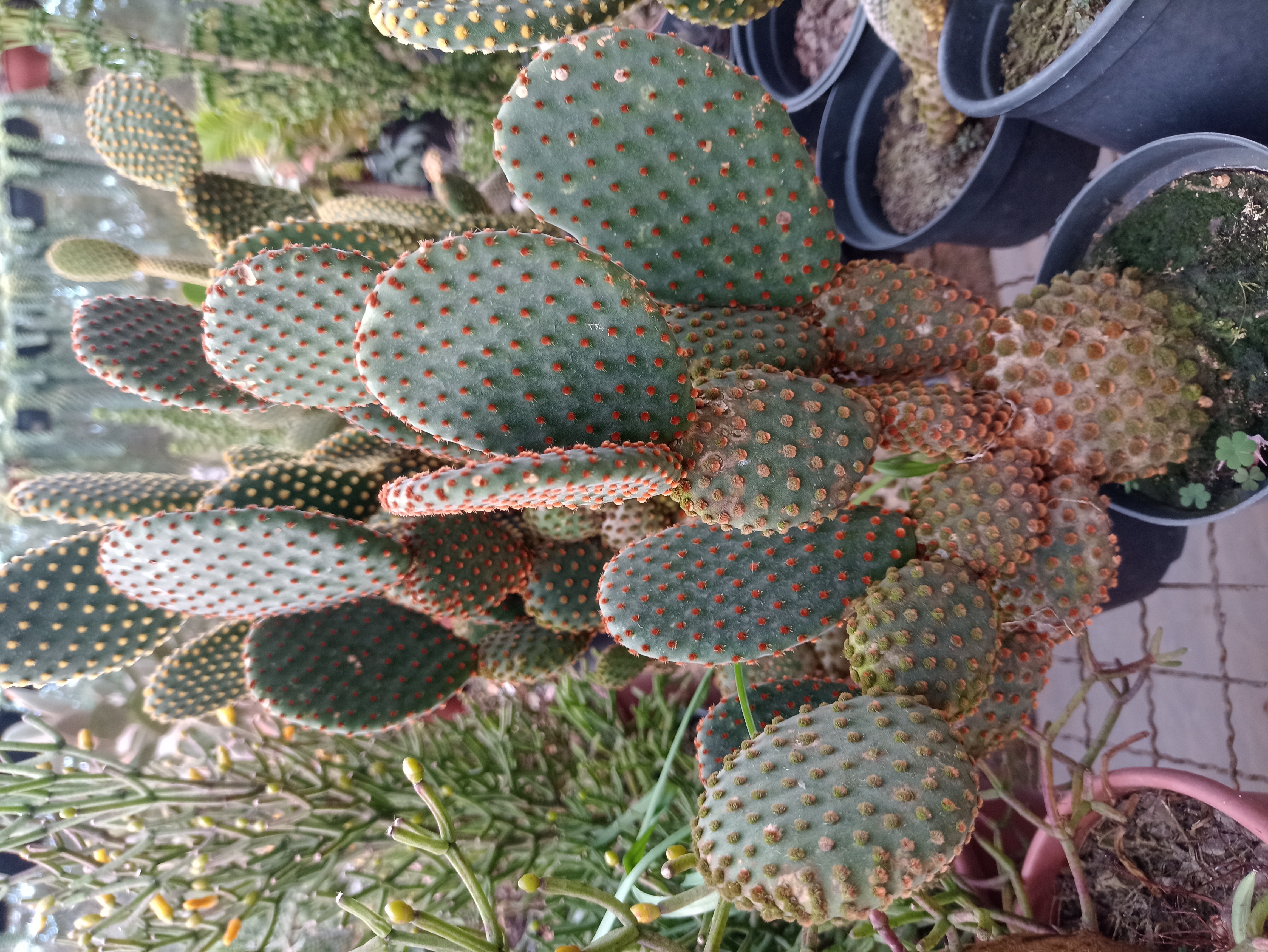 Cacto Orelha de Coelho