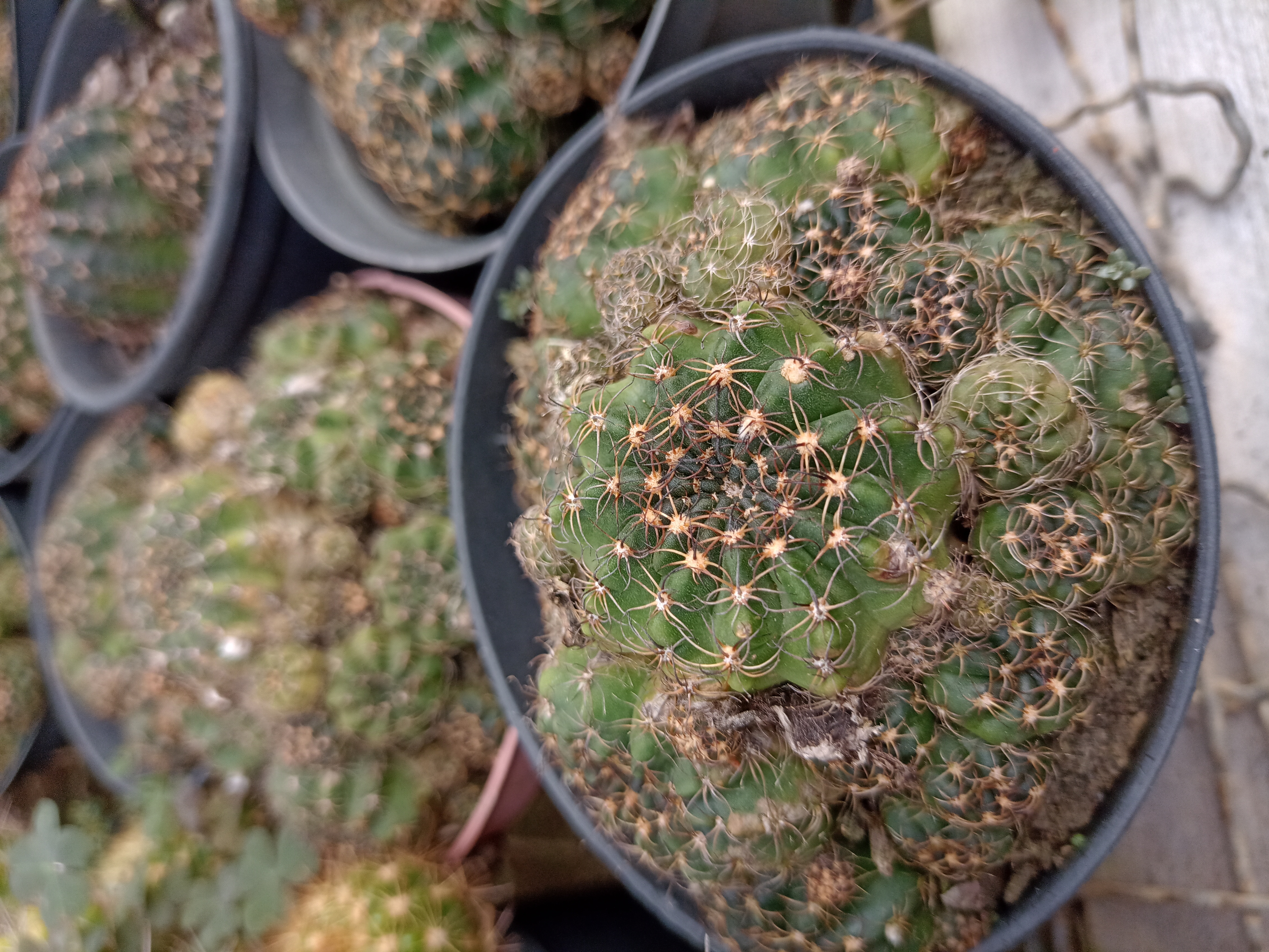 Cacto Mammillaria em Vaso