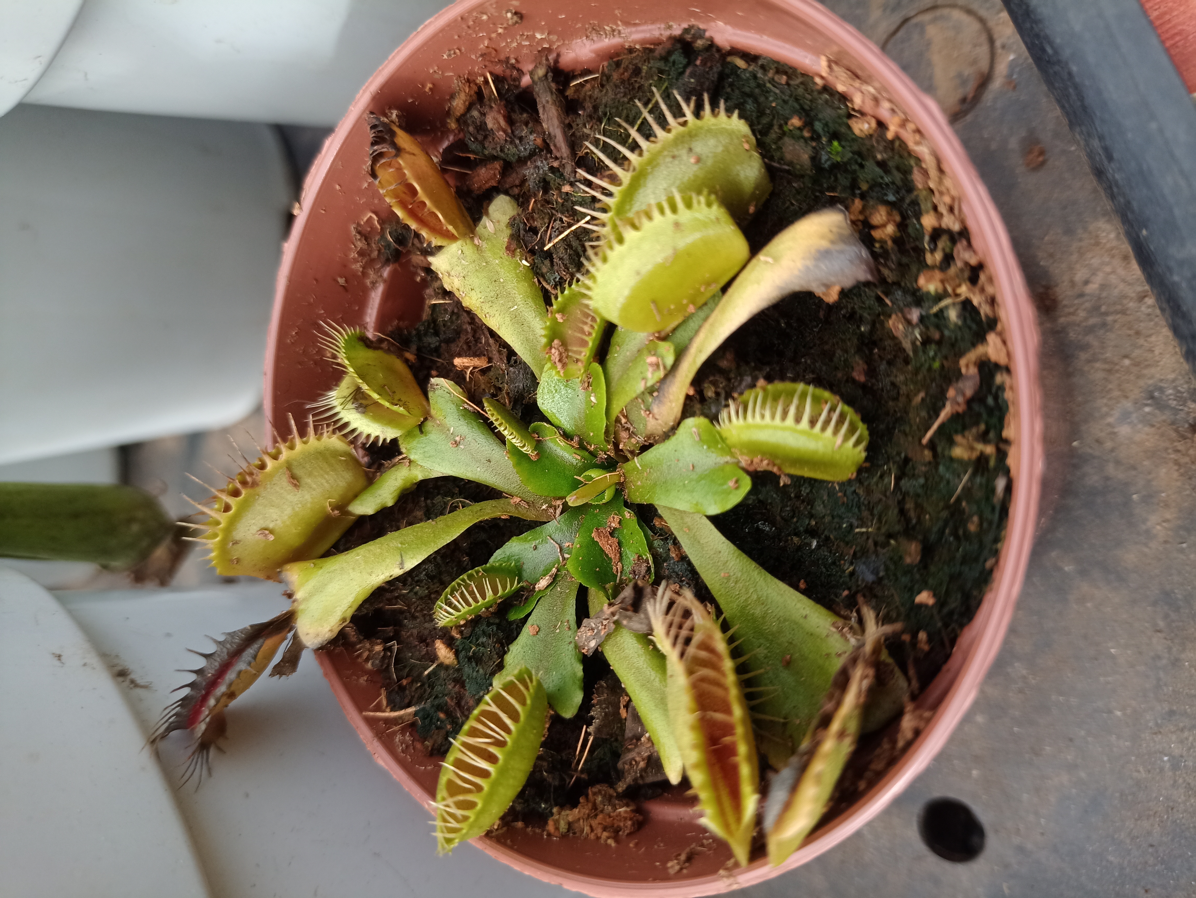 Dionaea Muscipula