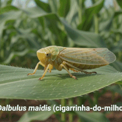 [8] Cigarrinha do milho causando danos - variação 1