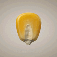 [4] Do Grão ao DNA – Animação Educacional
