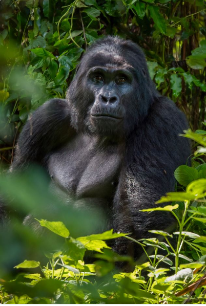 Exploring Africa: A 16-Day Adventure by Private Jet