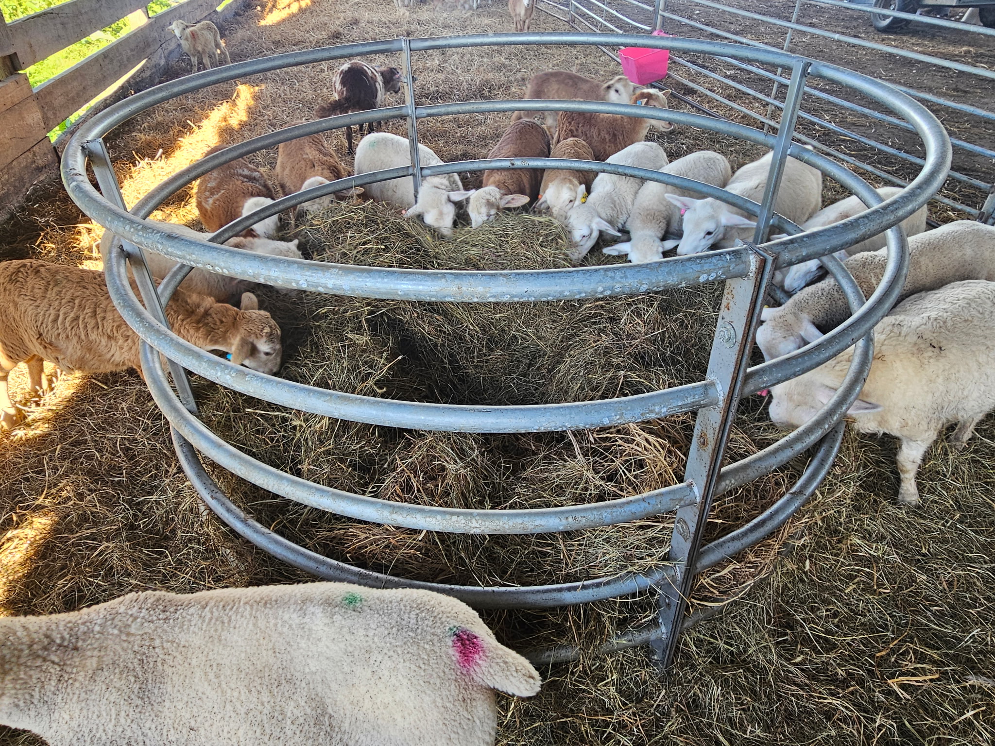 Horizontal Bar Hay Ring