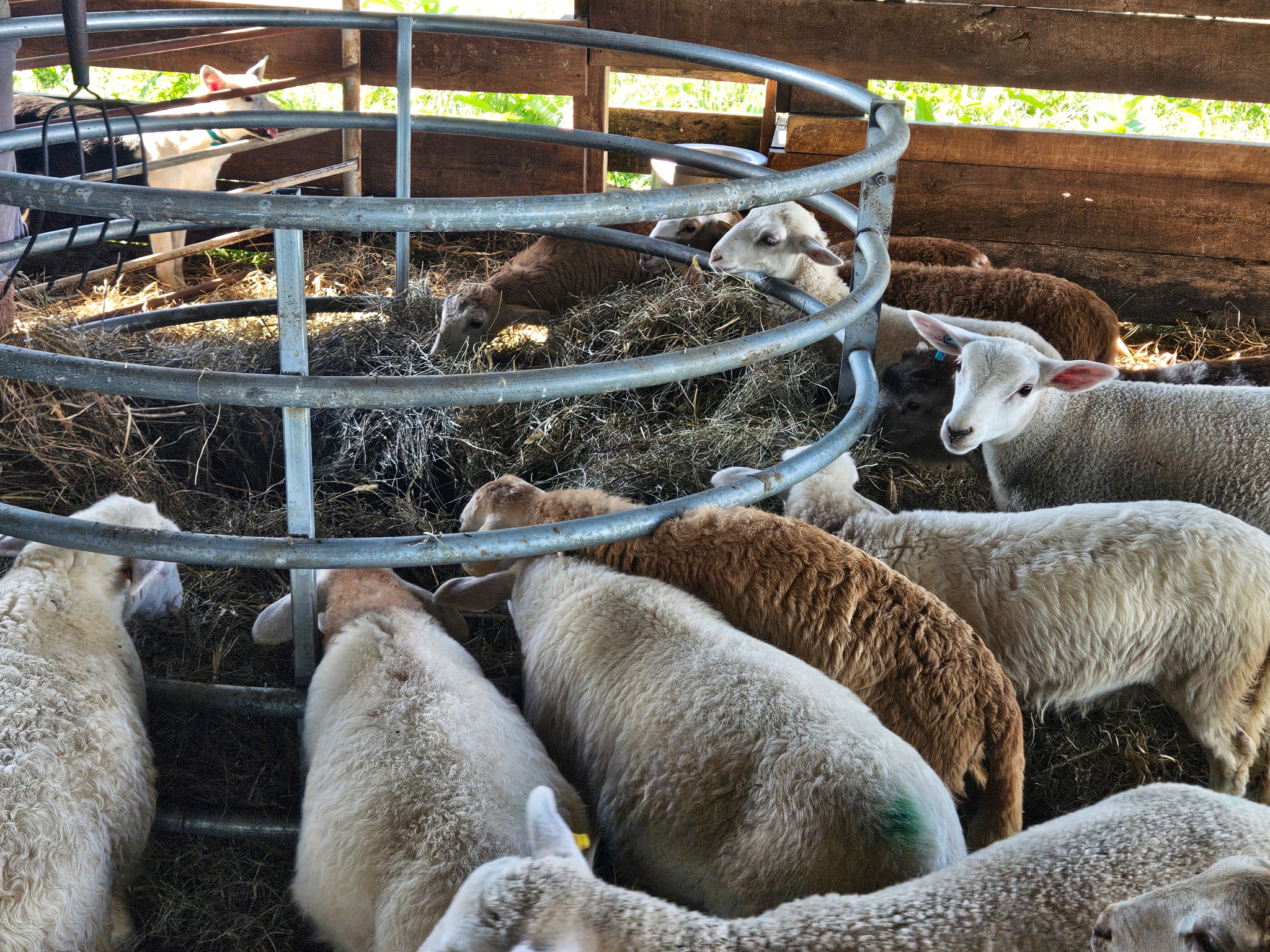 Horizontal Bar Hay Ring
