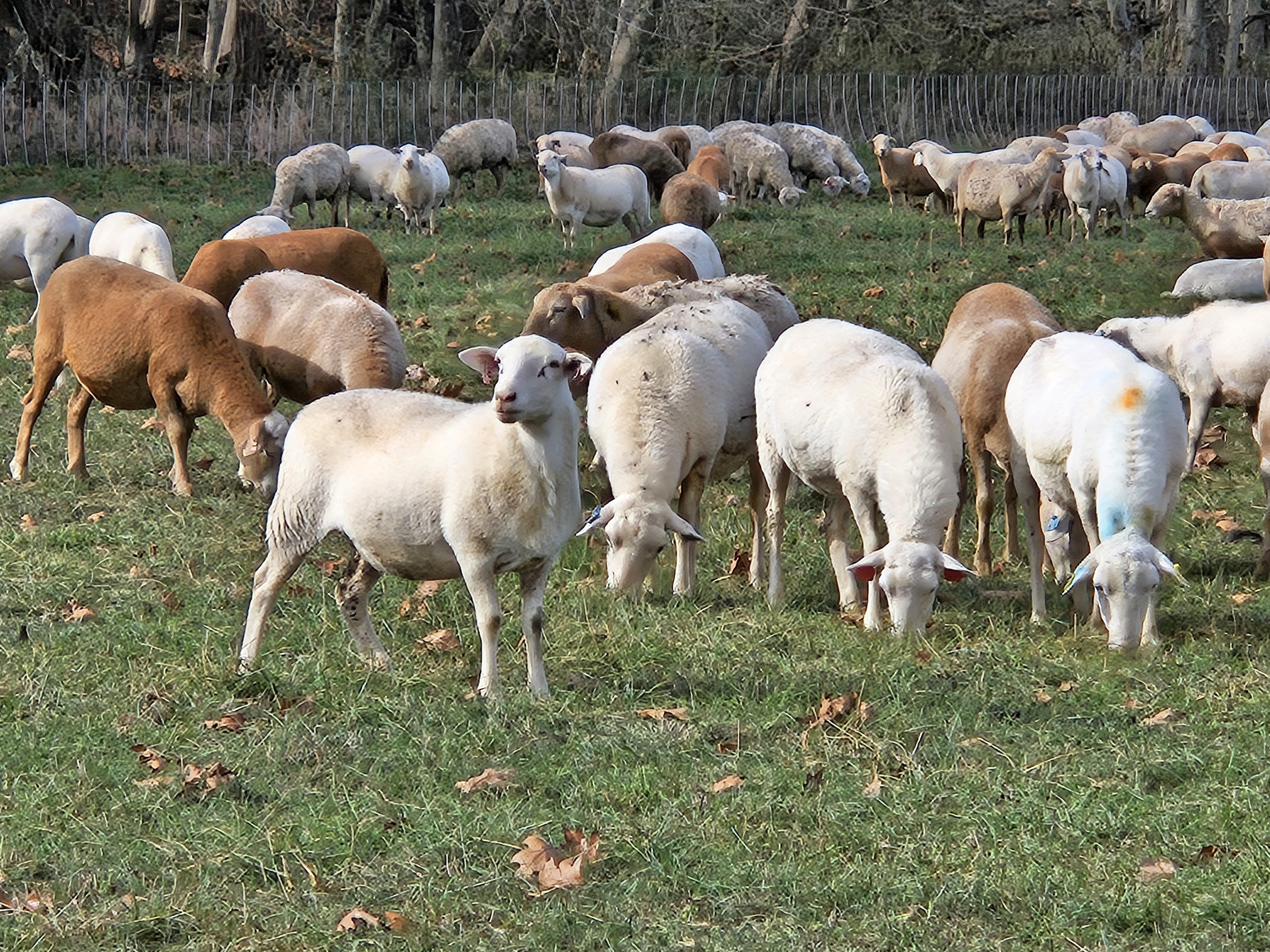 Sheep for sale 