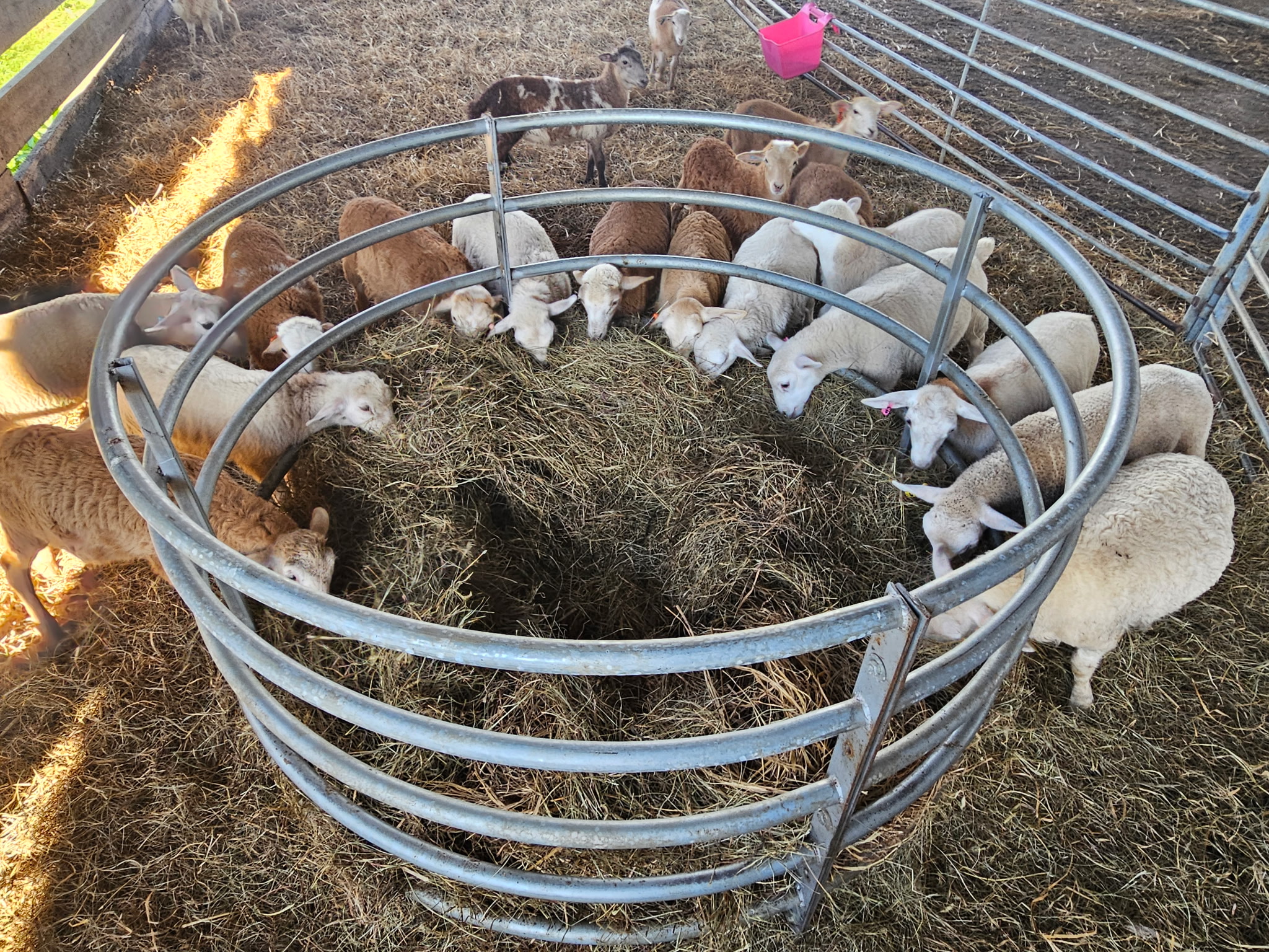 Horizontal Bar Hay Ring