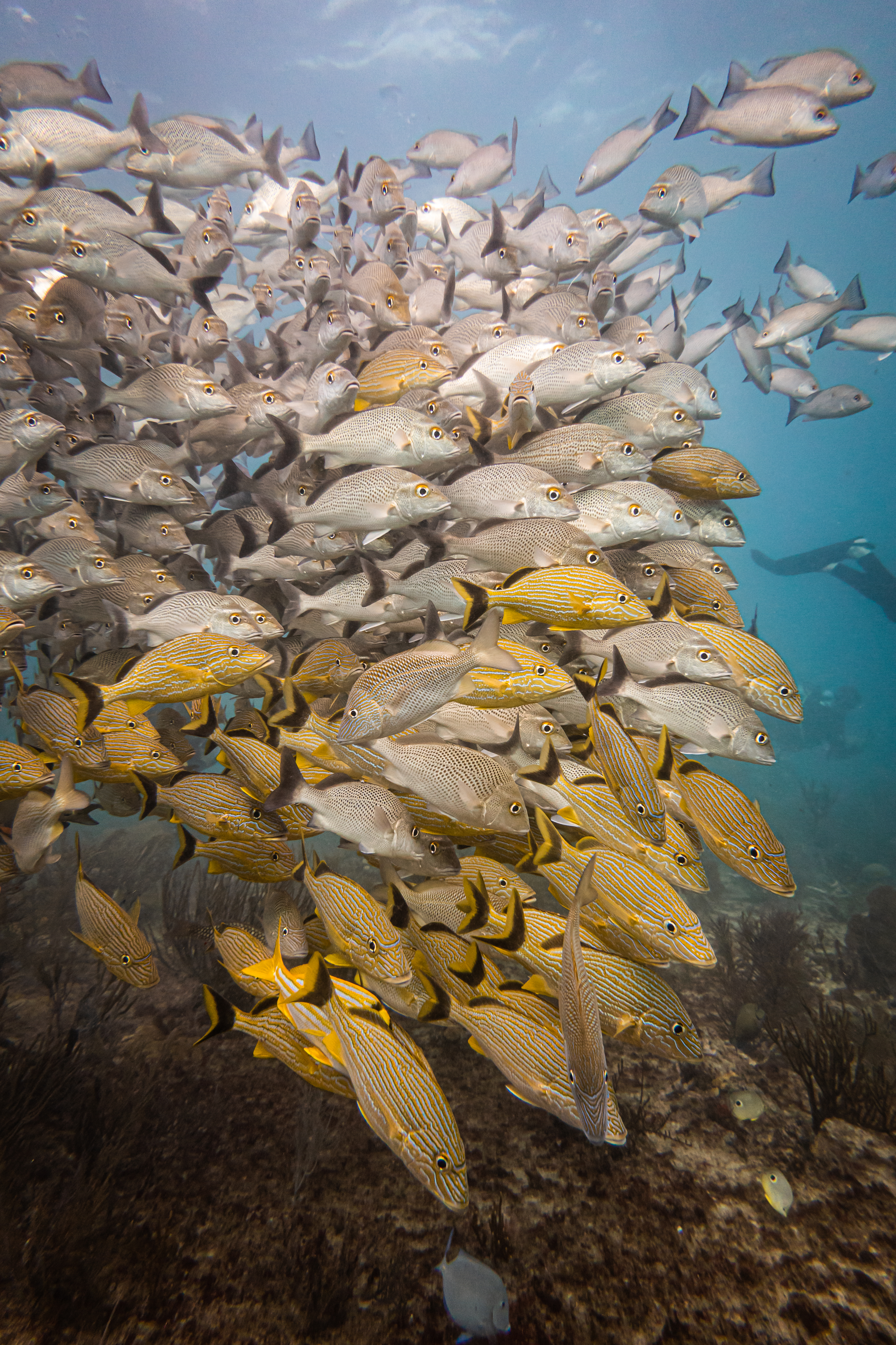 Buceo en Playa del Carmen