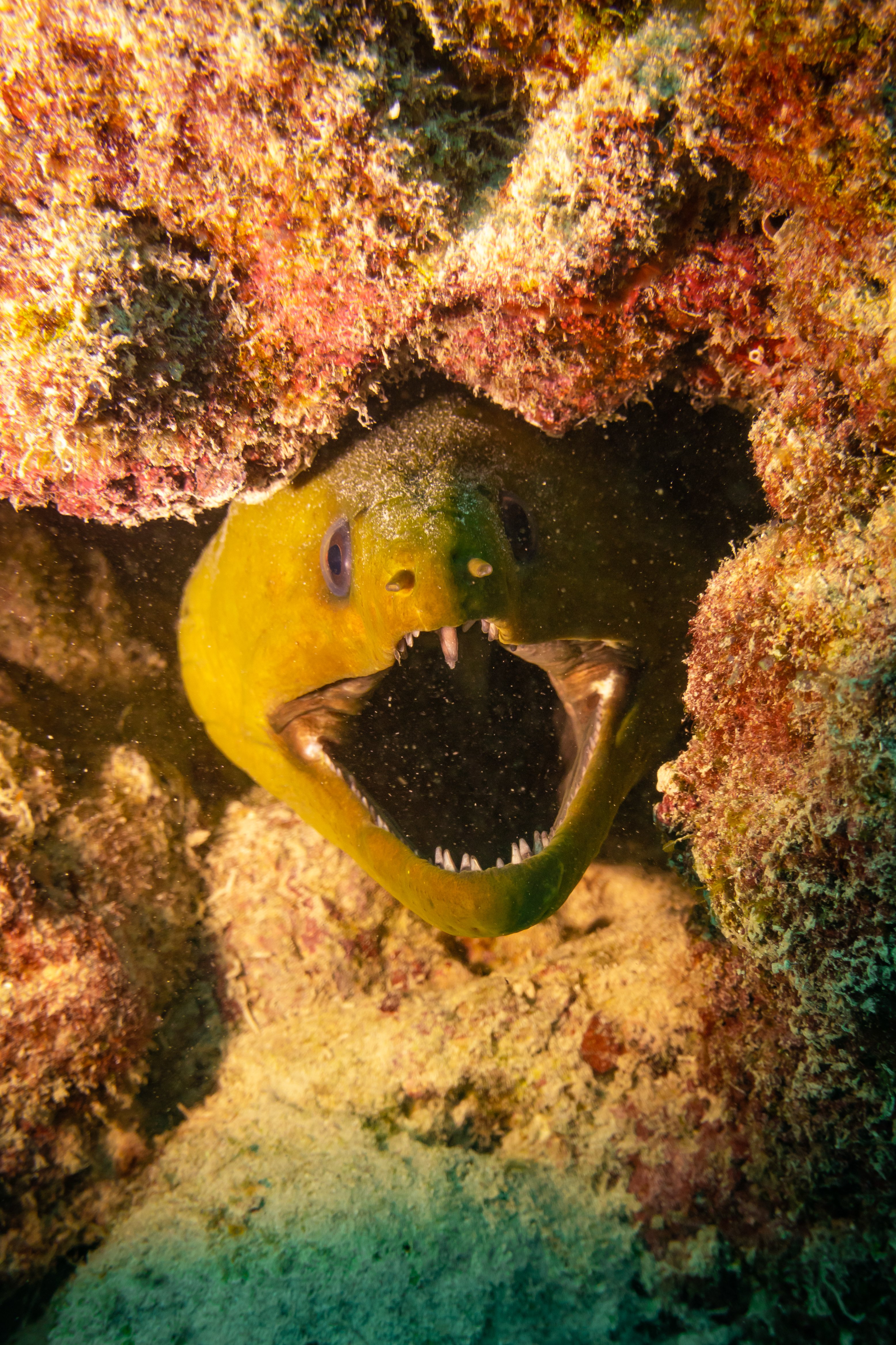 Buceo en Playa del Carmen