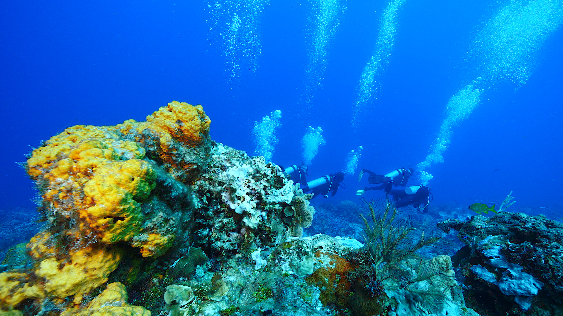 Buceo en Cozumel