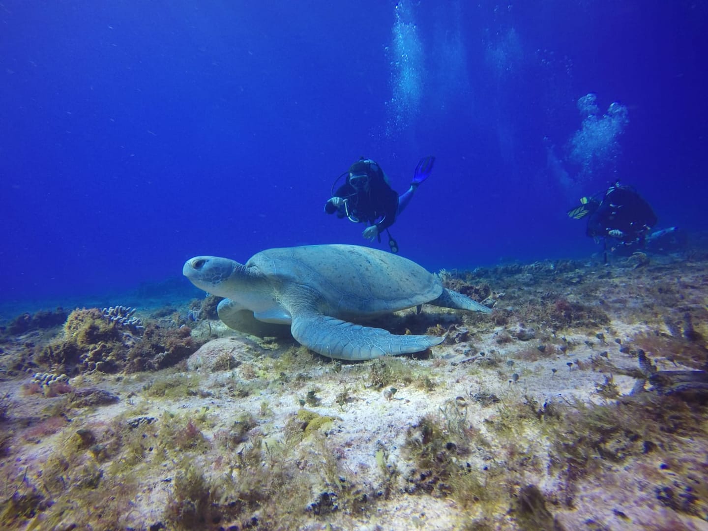Buceo en Cozumel