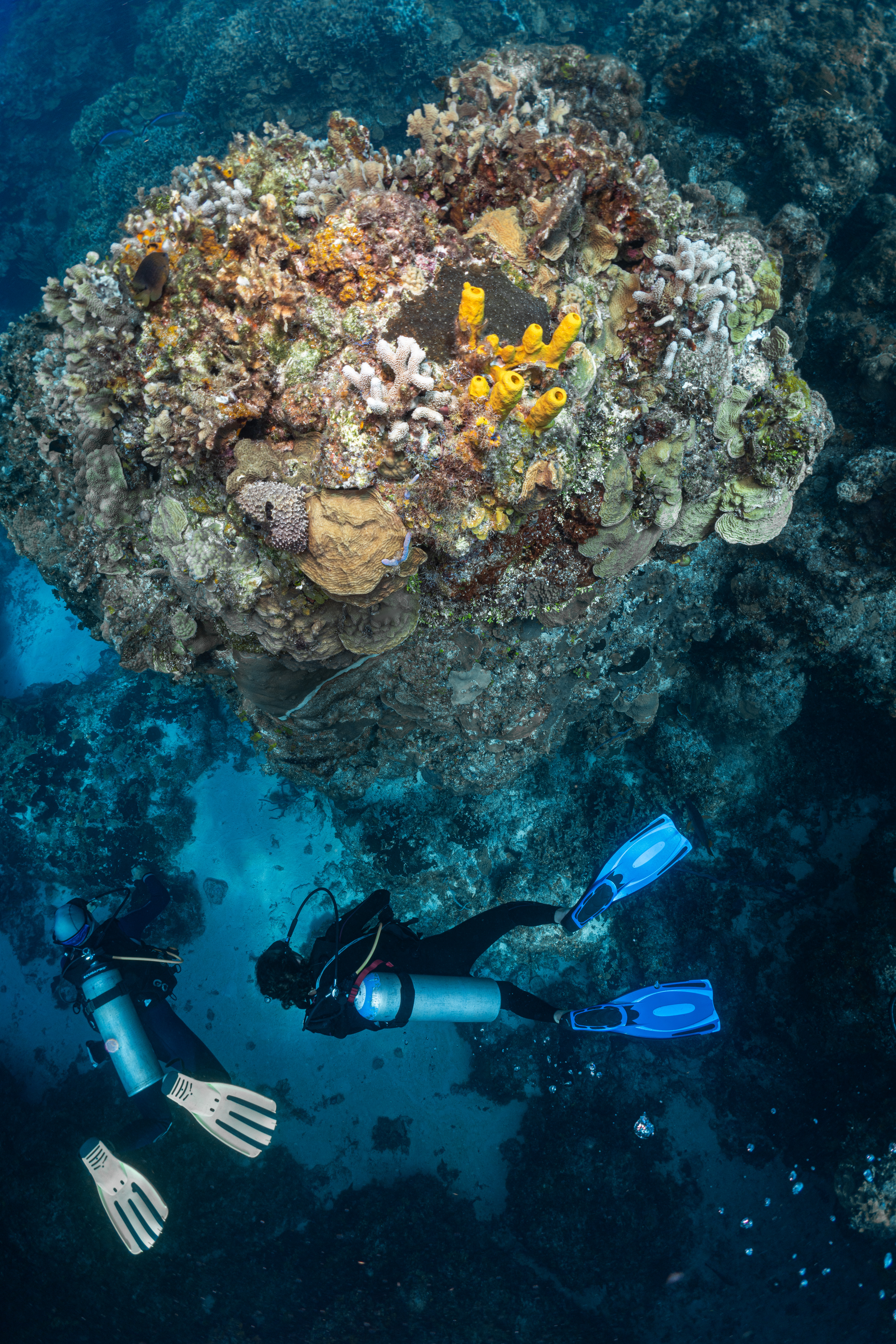 Buceo en Cozumel