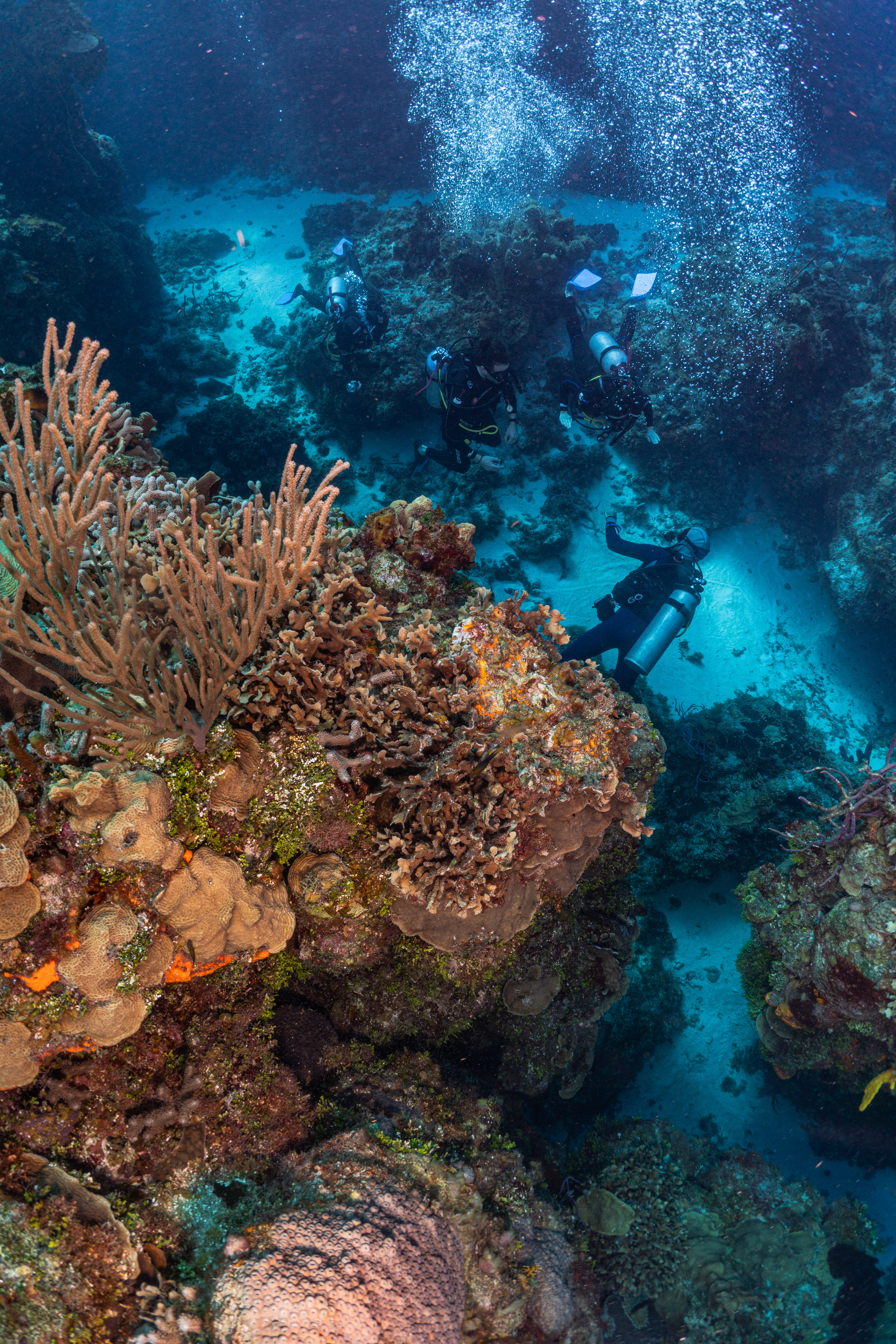 Curso PADI Deep Diver en Playa del Carmen