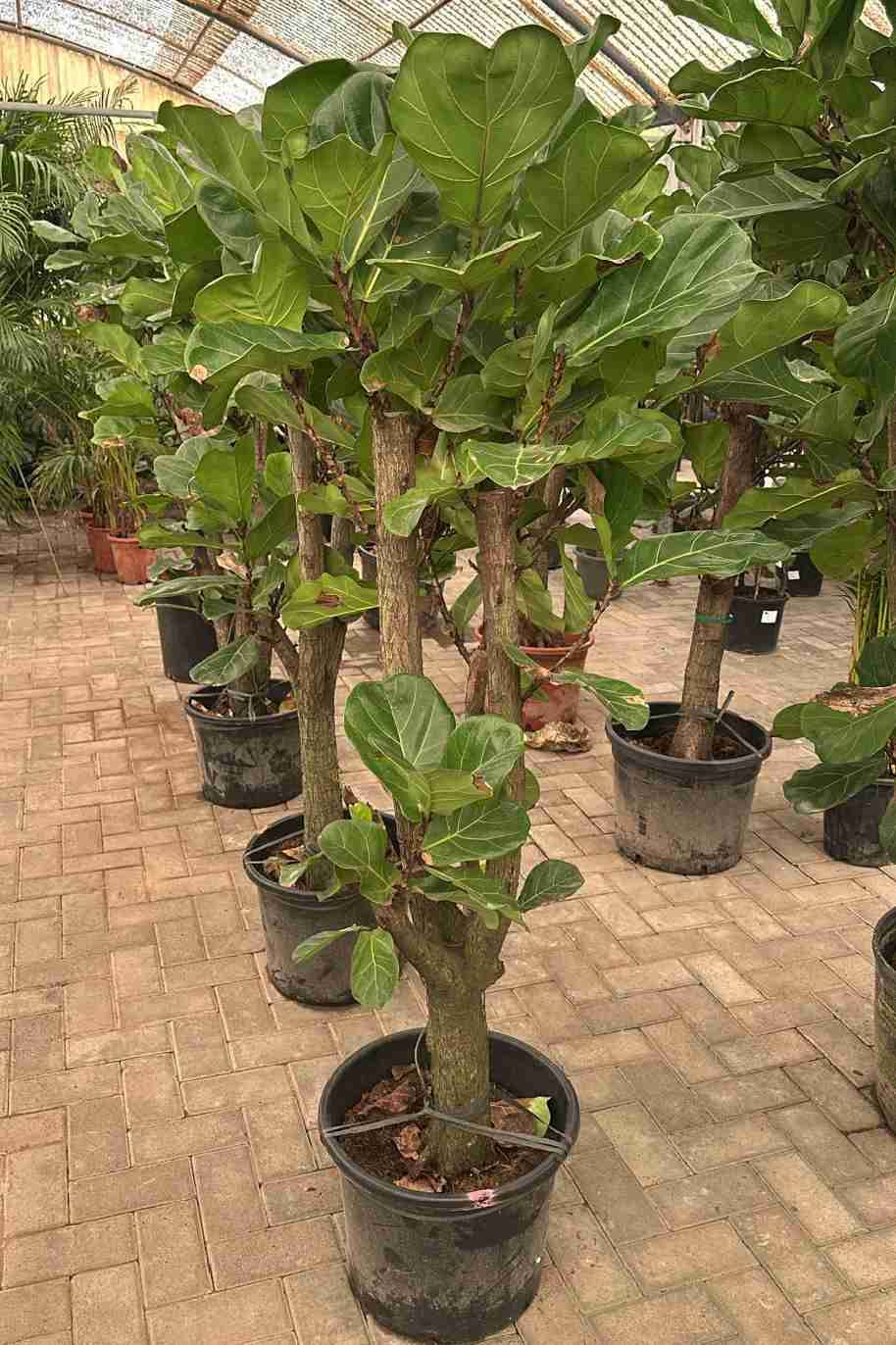 Premium Fiddle Leaf Fig Branched (Ficus Lyrata) – Buy Large Indoor Trees