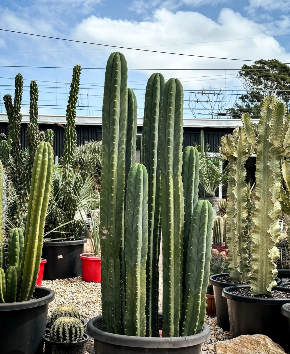 Premium San Pedro Cactus (Echinopsis pachanoi)