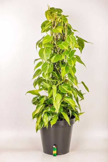 Premium Philodendron Brasil on Moss Pole – Buy Trailing Indoor Climbing