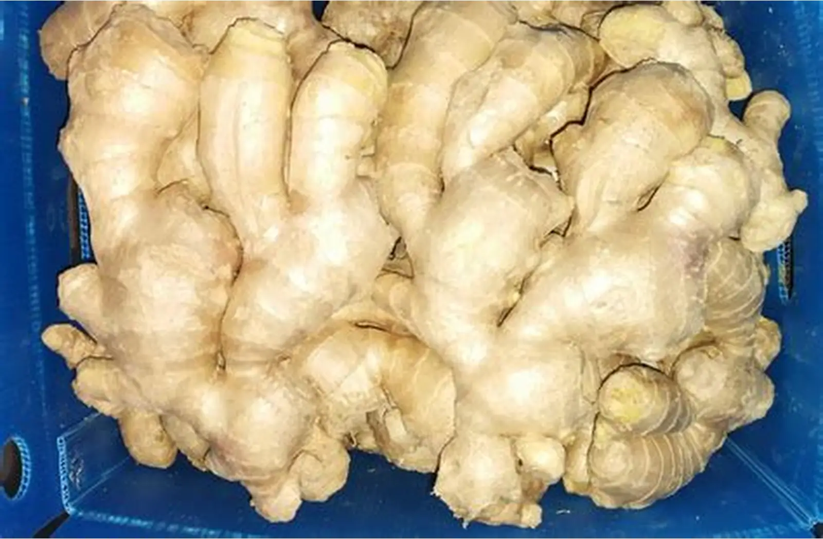Fresh Whole Ginger