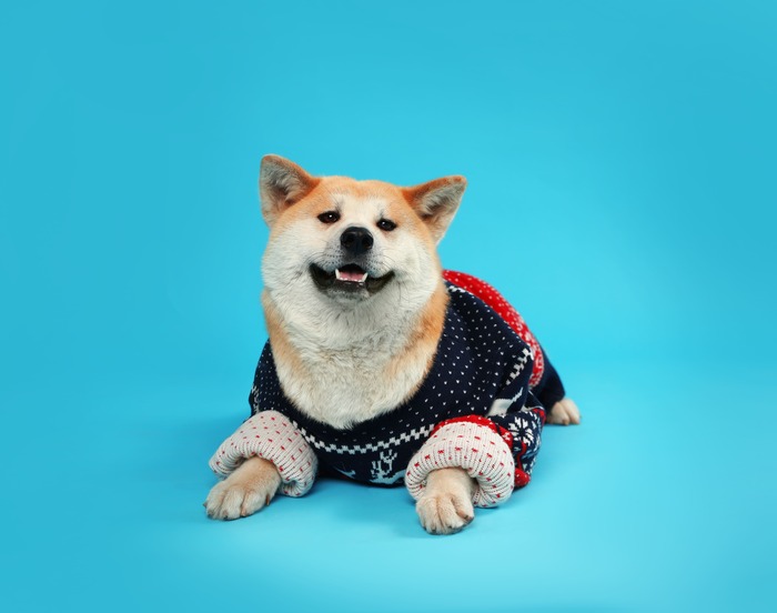 Suéter para perro