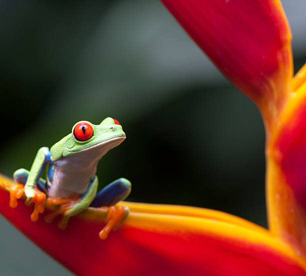 Arenal Rain Forest 