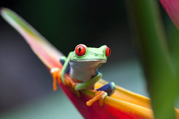 Monteverde Cloud Forest 