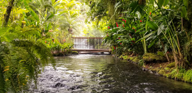 Arenal Rain Forest 