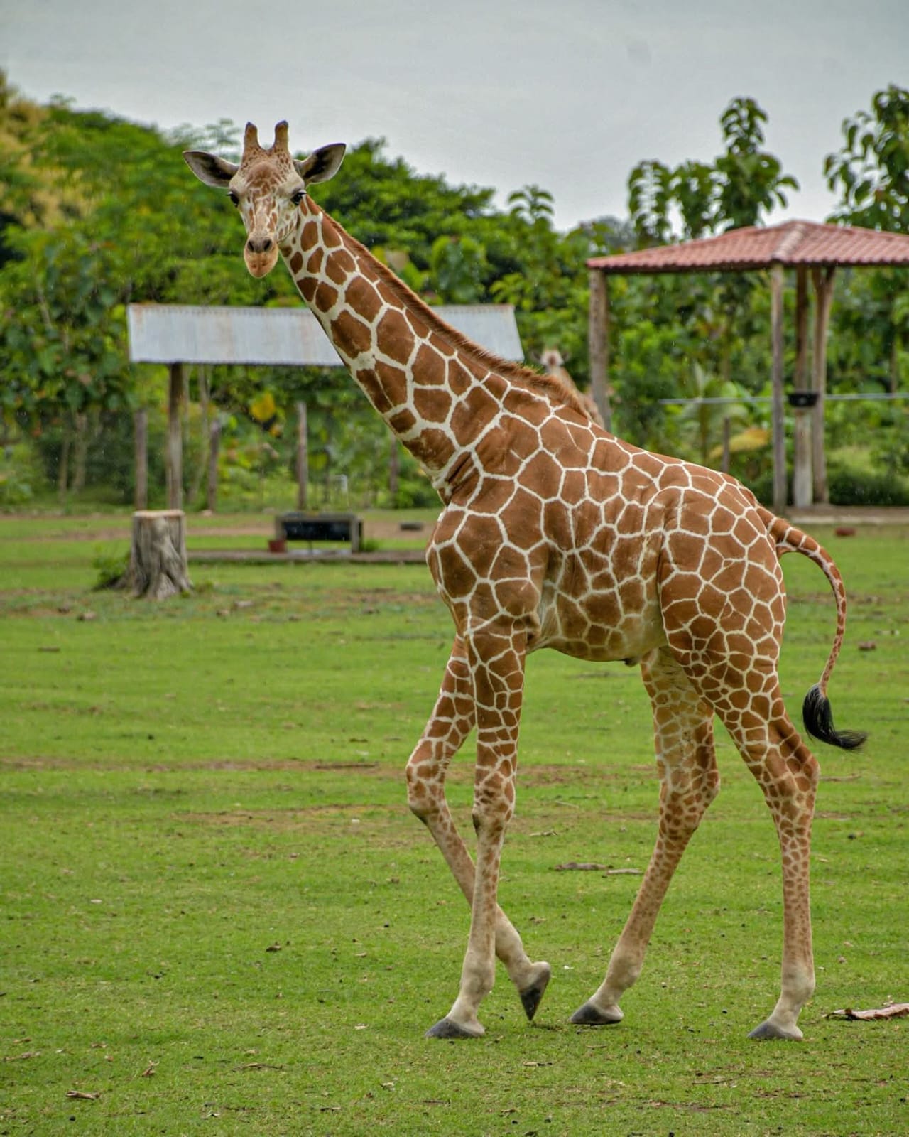 Ponderosa Safari Adventure